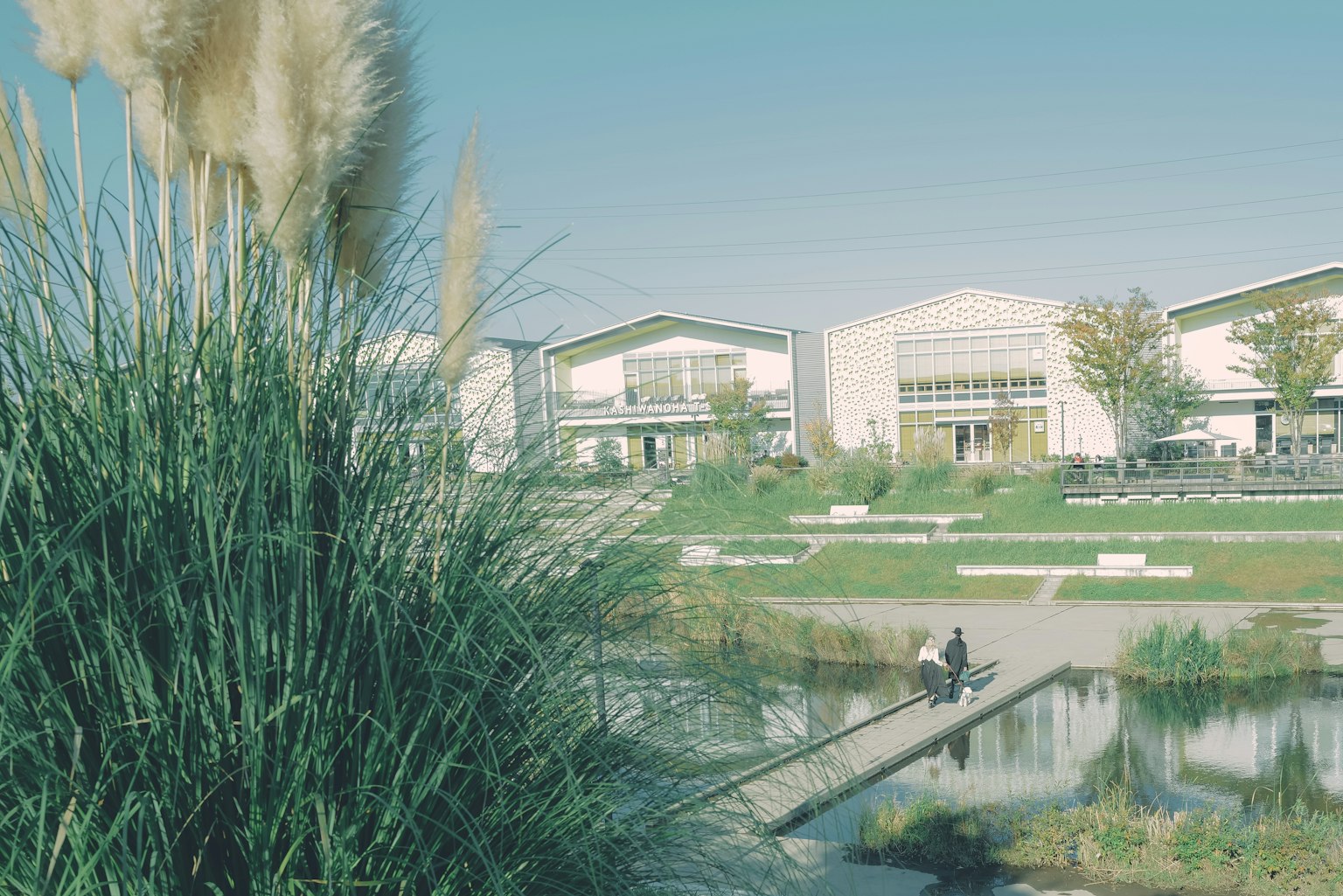 Serene park view with tall grass and modern buildings