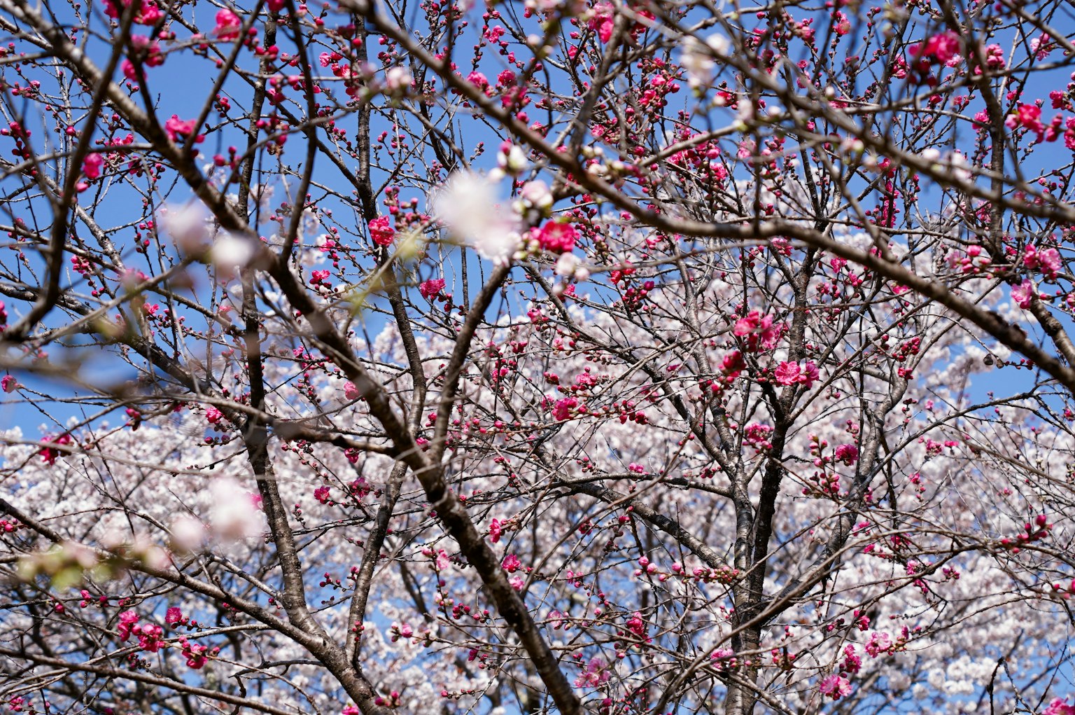 Branches of cherry blossoms blooming against a blue sky
