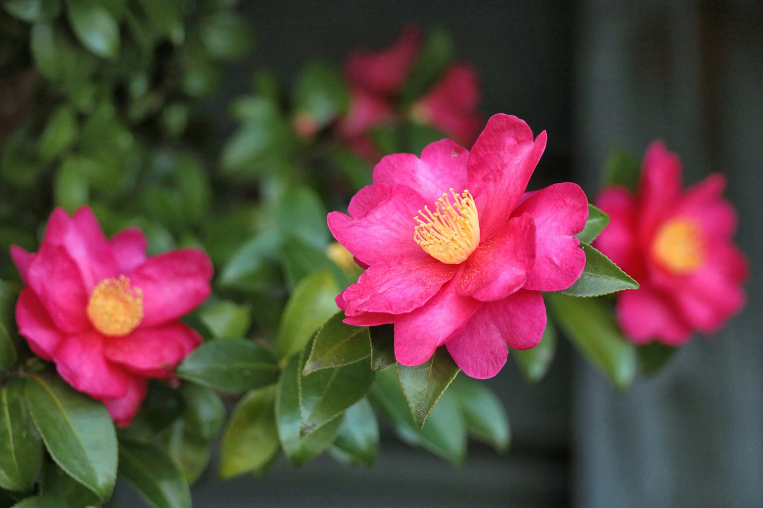 Lebendige rosa Kameliablüten umgeben von grünen Blättern