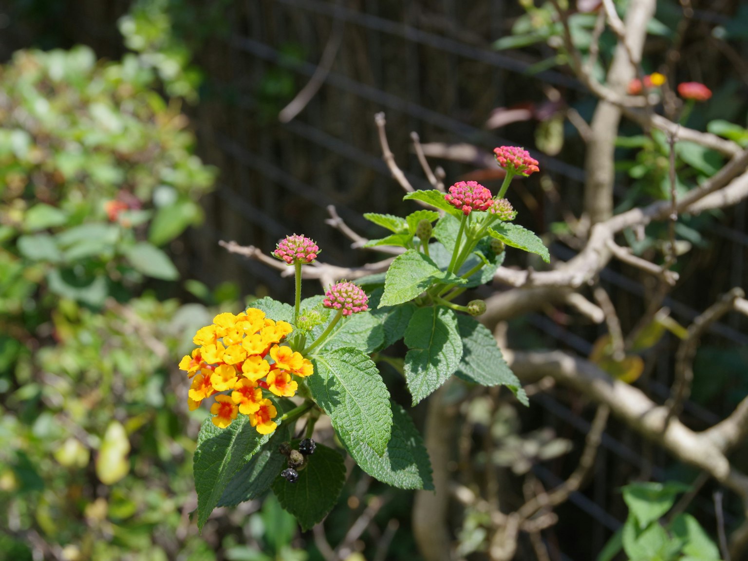 Primo piano di una pianta fiorita con fiori gialli e rossi vivaci