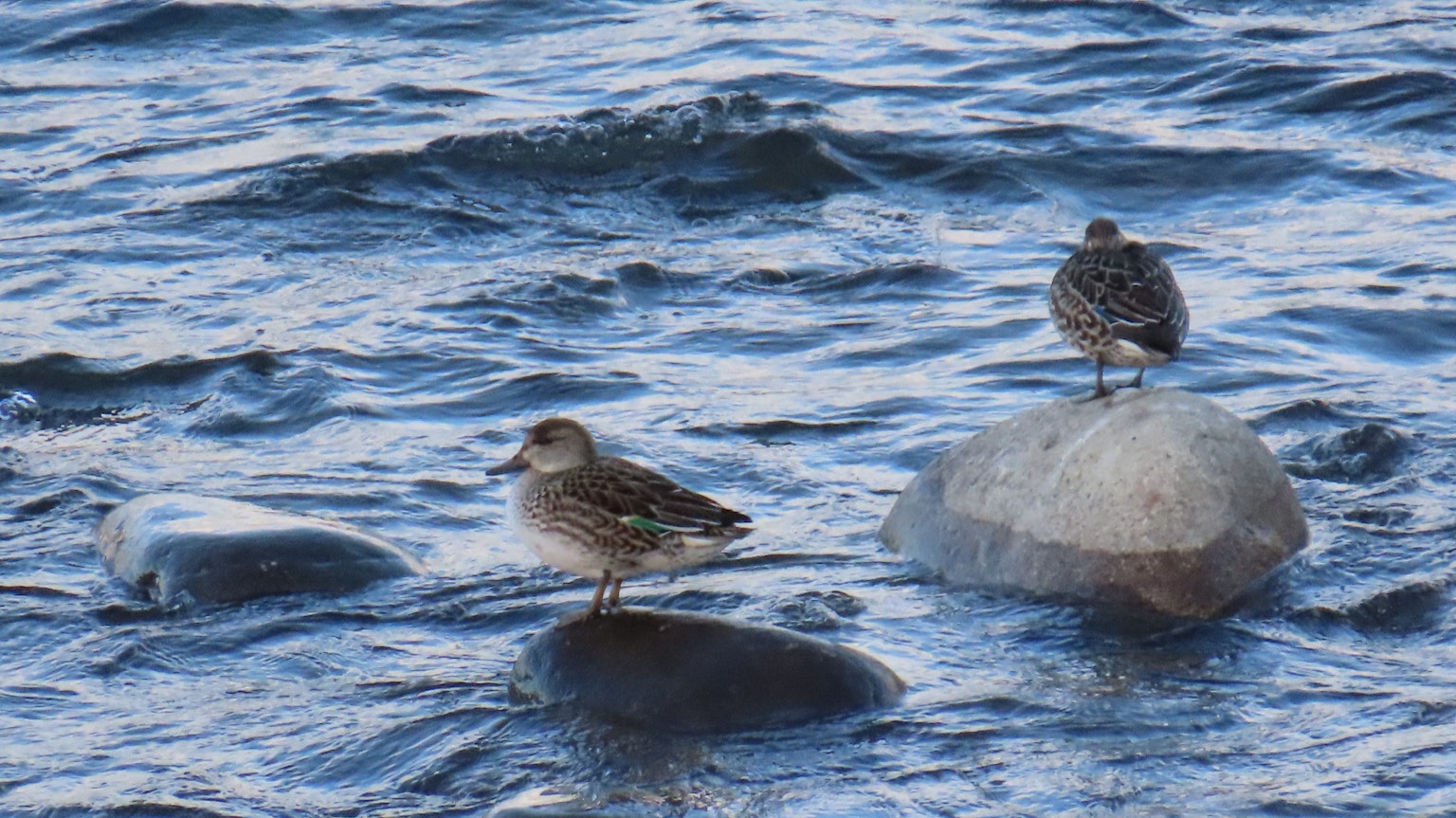 Dos pequeños pájaros de pie sobre rocas en un cuerpo de agua