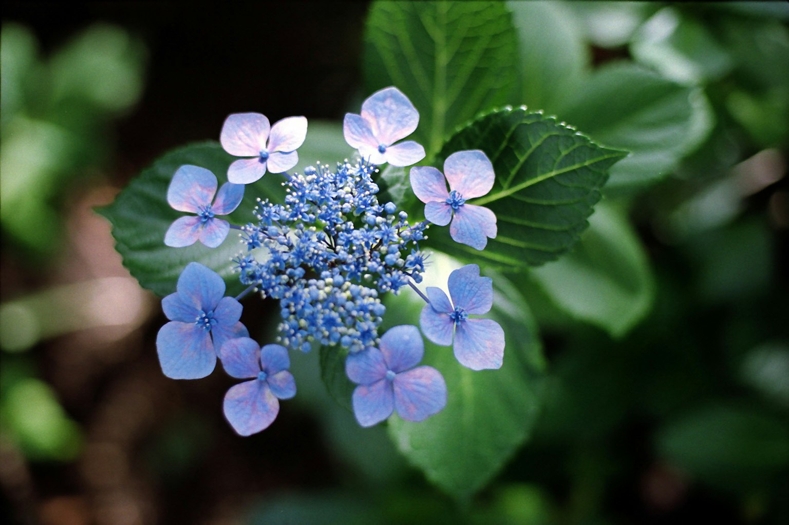 Gros plan d'une fleur avec des pétales bleu clair et des feuilles vertes