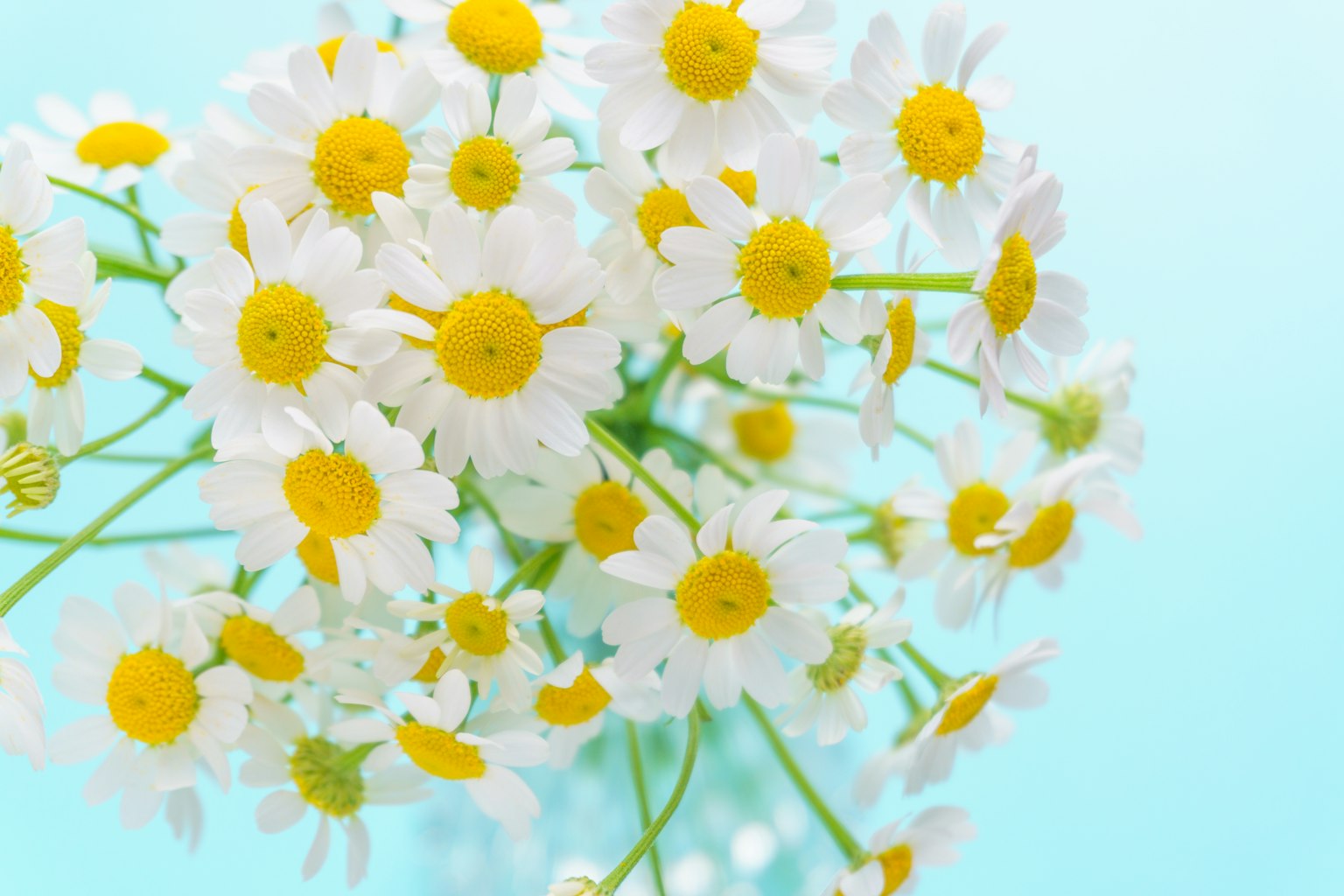 A bouquet of white flowers with yellow centers against a blue background