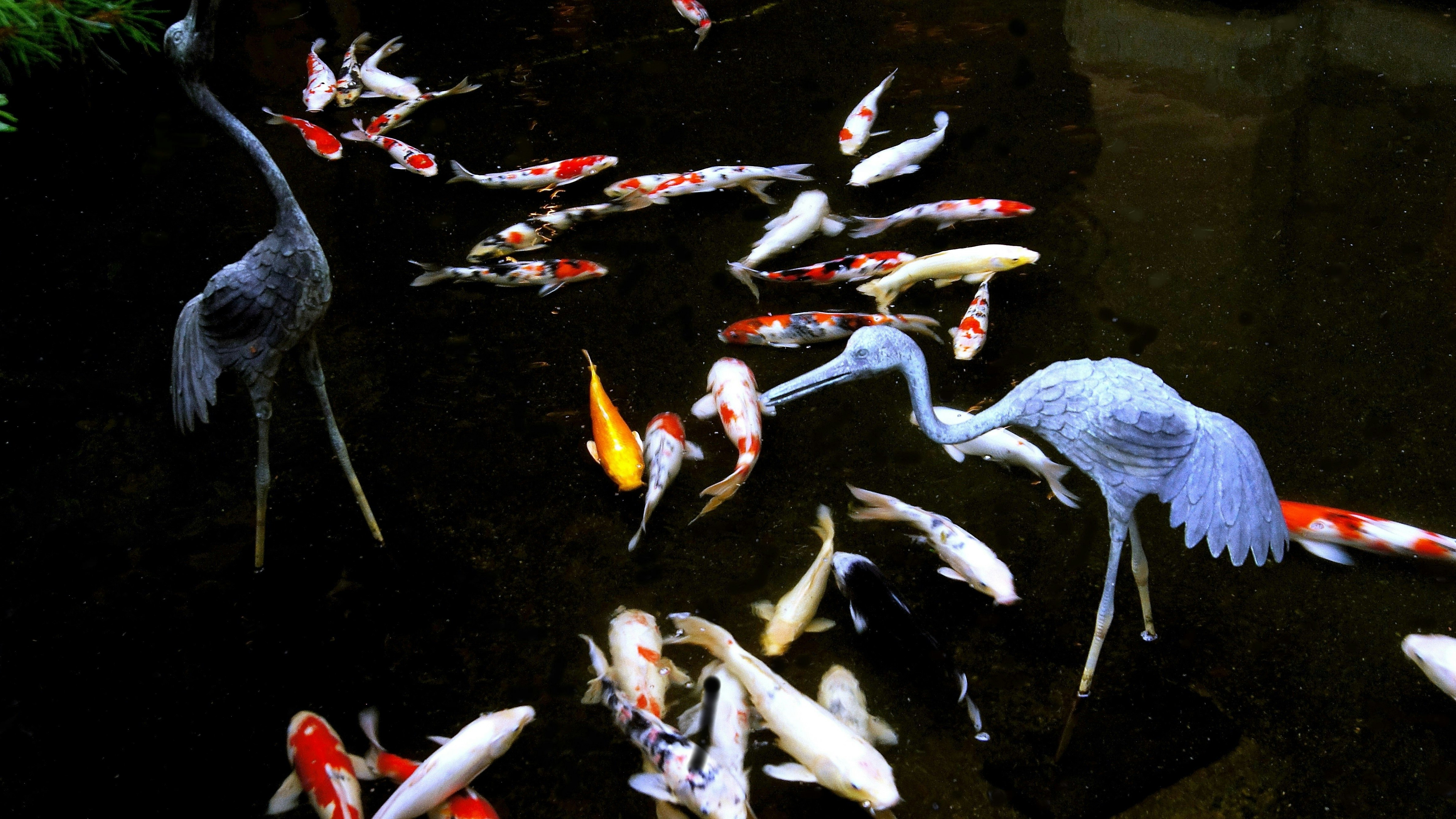 sekumpulan ikan koi berwarna-warni di kolam