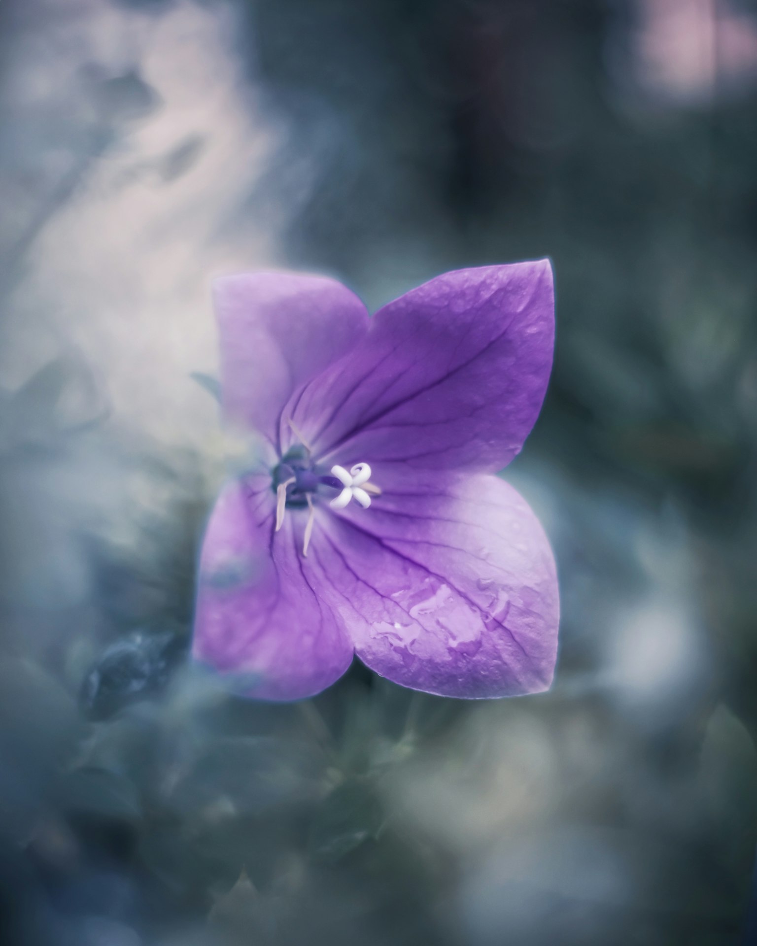 Ein schönes Bild einer lila Blume vor einem verschwommenen Hintergrund