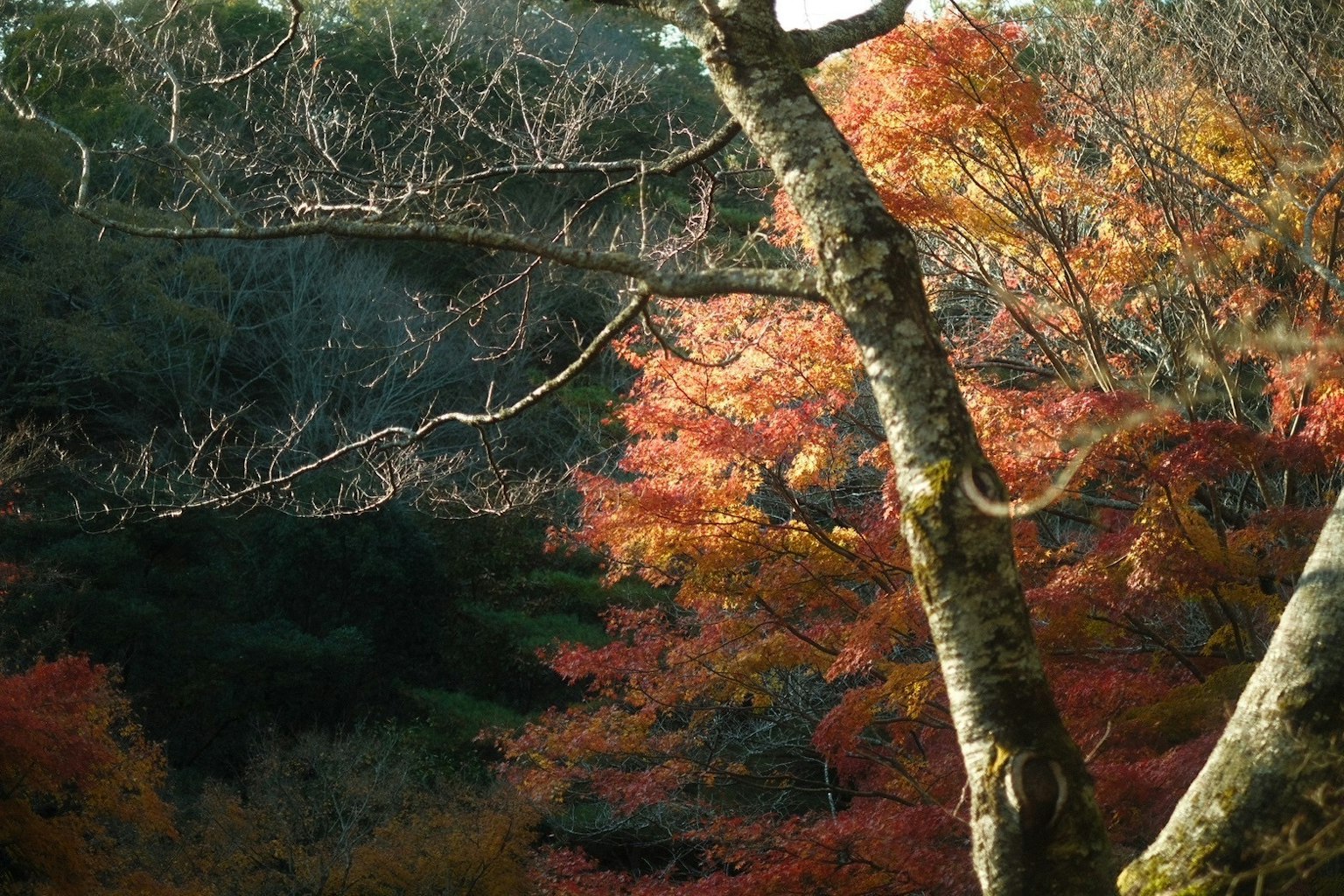 Scenic view of autumn foliage with bare branches