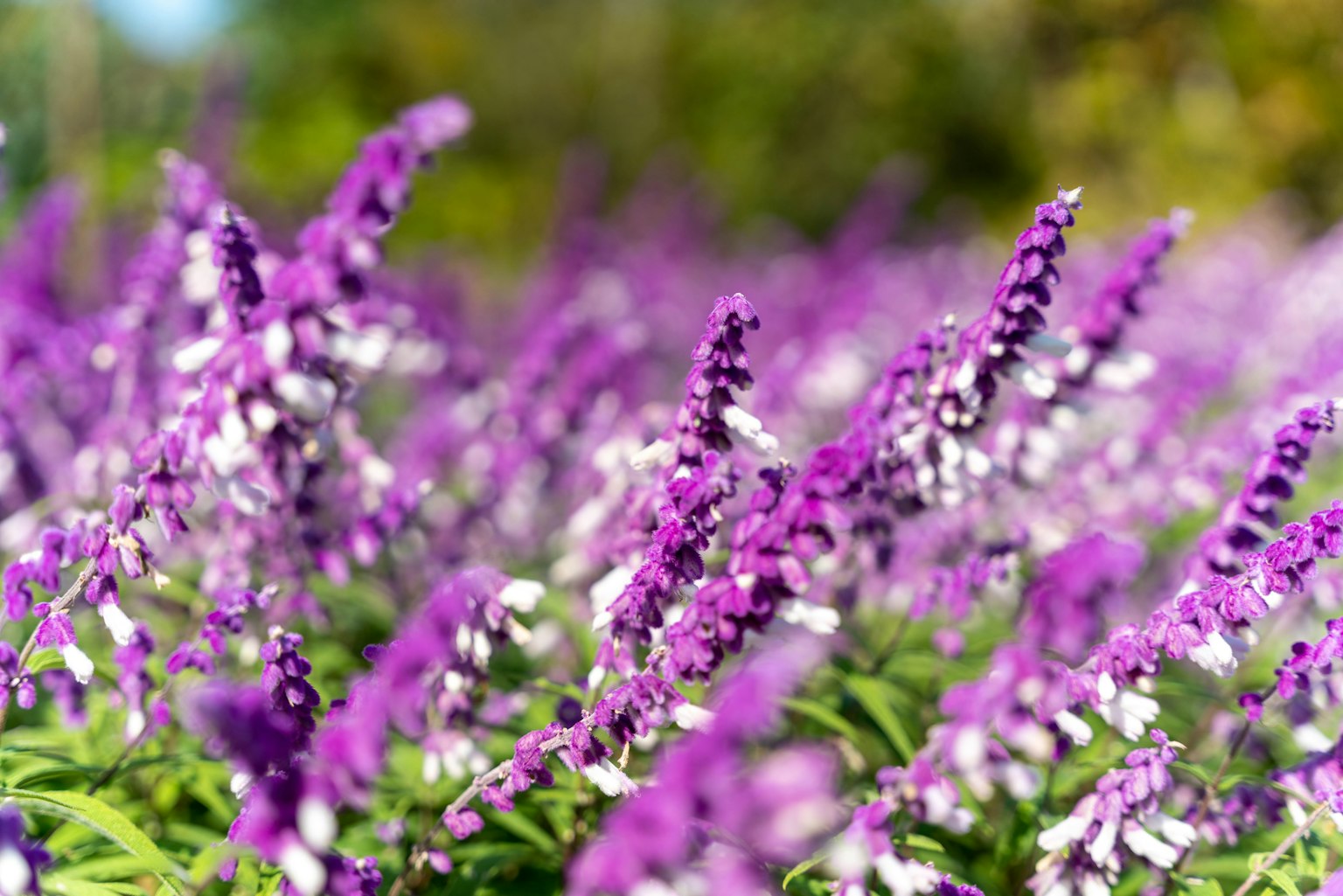Fleurs violettes éclatantes fleurissant parmi des feuilles vertes