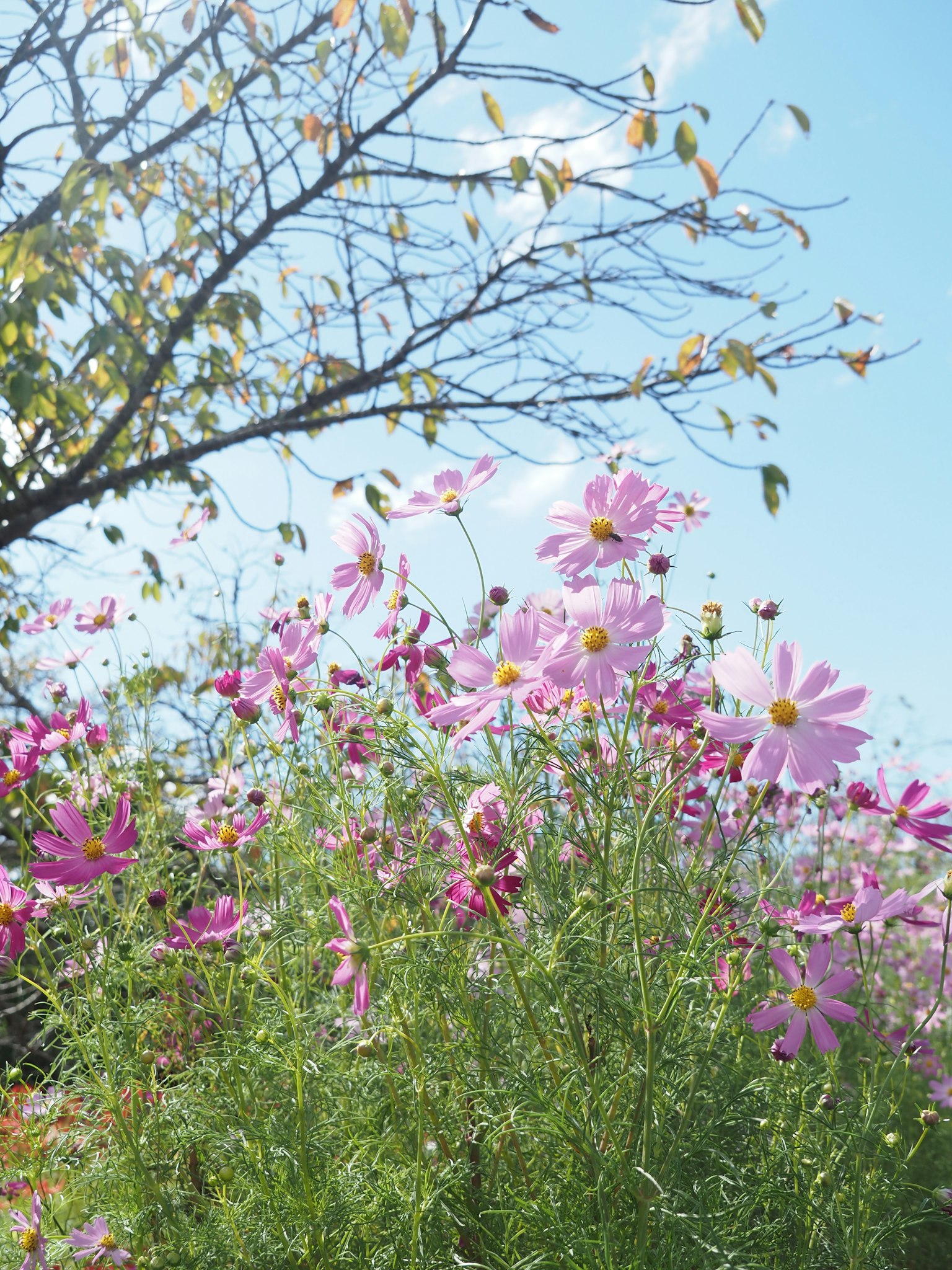藍天下盛開的粉色 cosmos 花和一棵光禿的樹