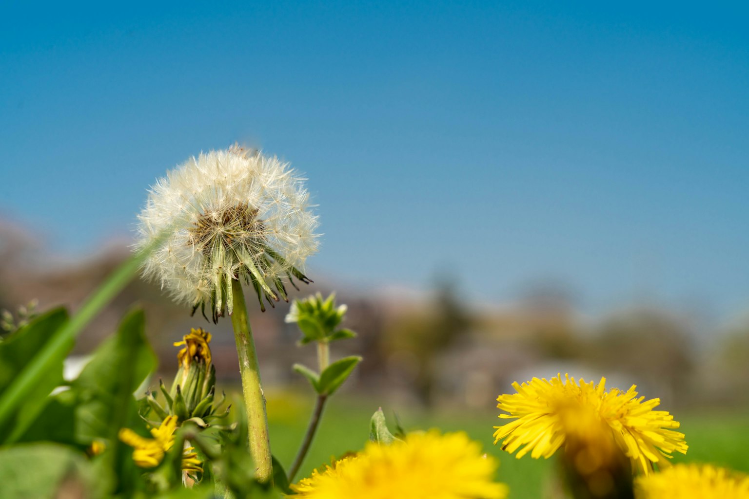 Puff de pissenlit blanc et pissenlits jaunes sous un ciel bleu