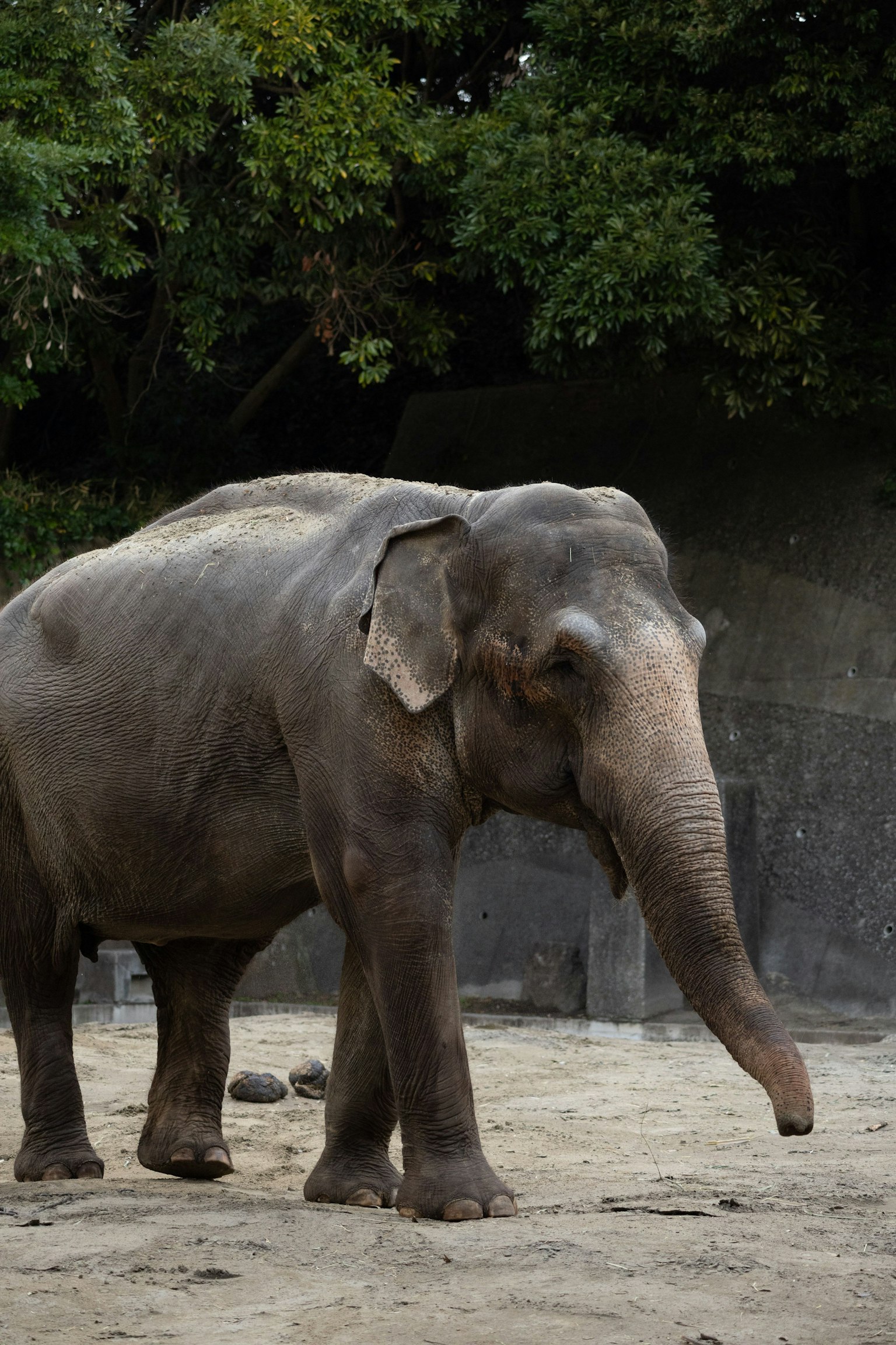 Ein stehender asiatischer Elefant in einem Zoo
