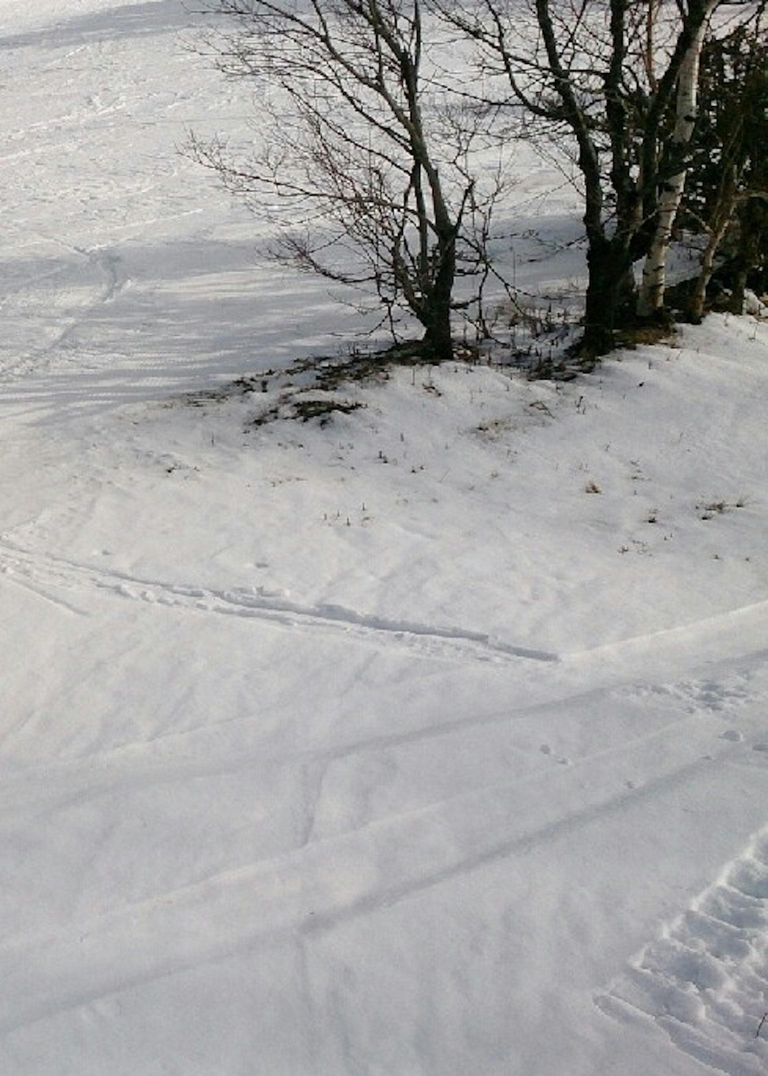 雪覆盖的景观与树影