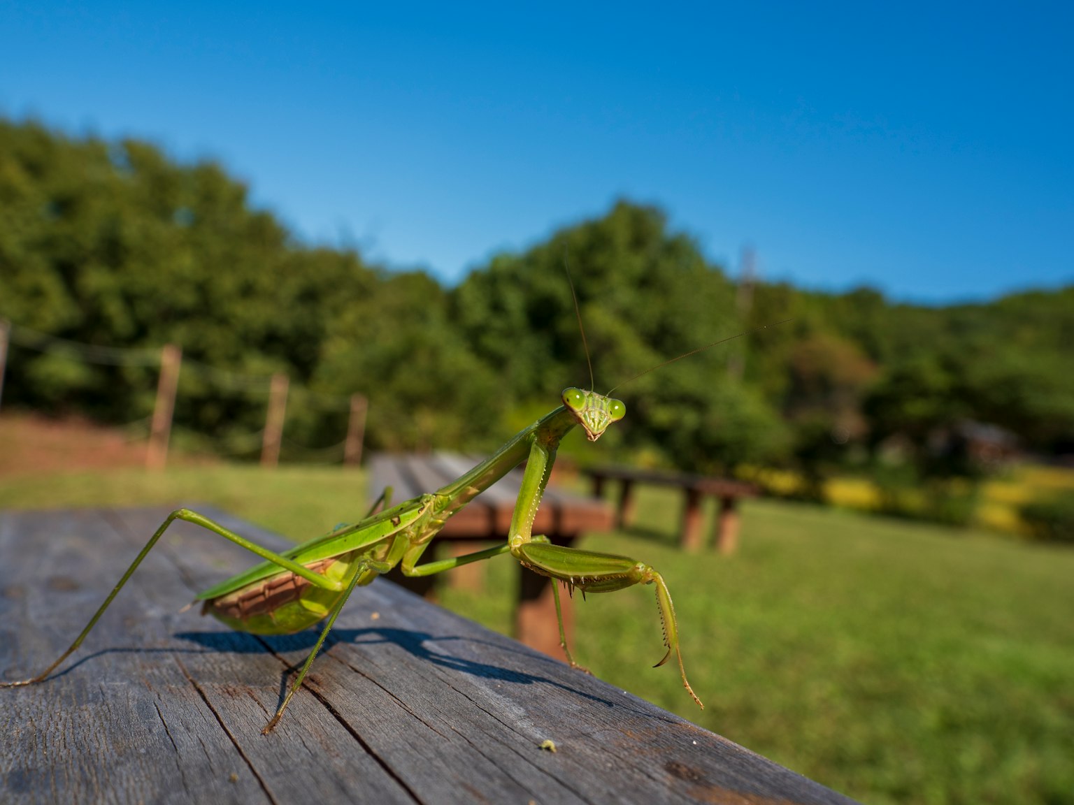 Mantide religiosa verde su un tavolo di legno con cielo blu e alberi verdi sullo sfondo
