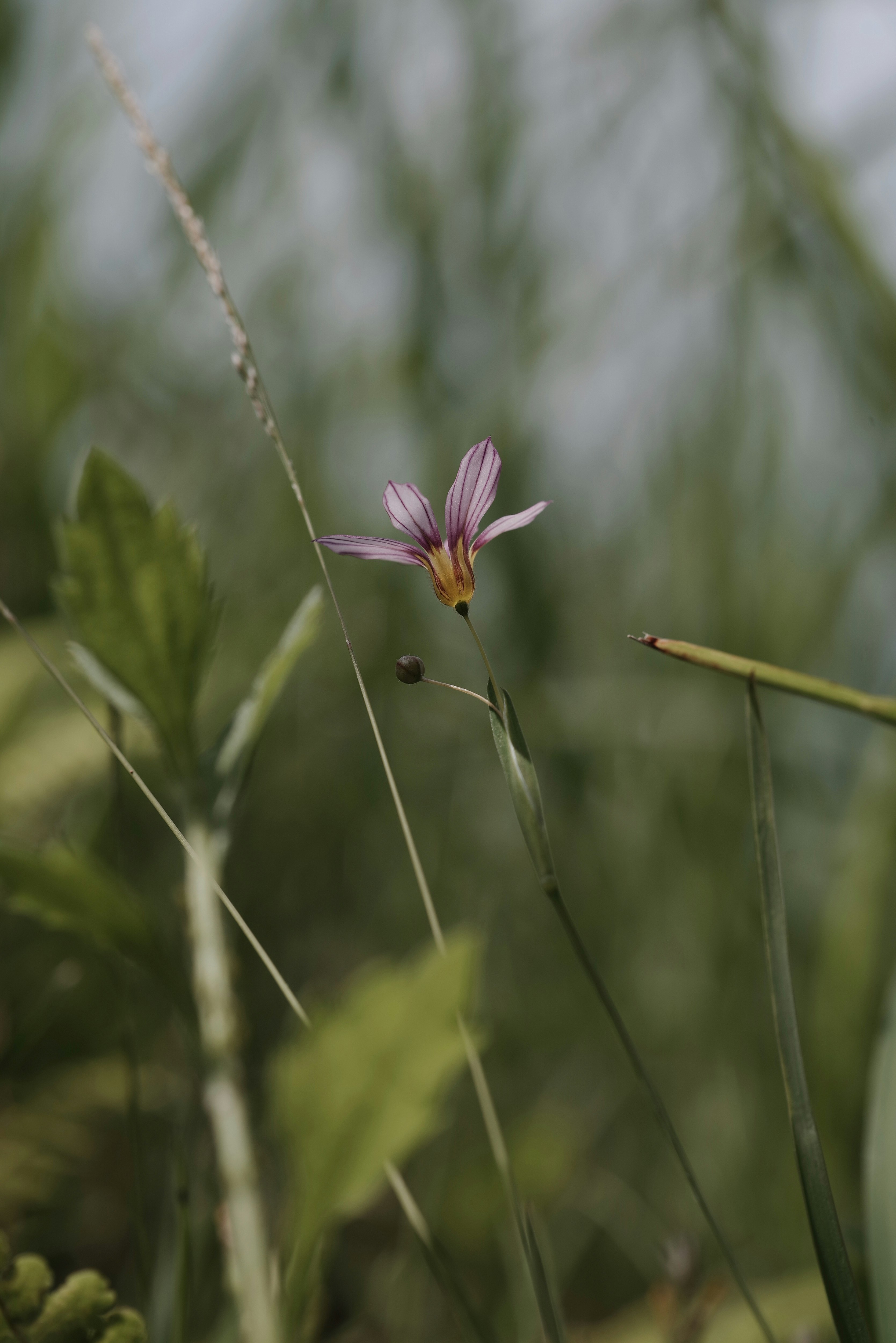 庭石菖の花が揺れる草むらの中の一輪
