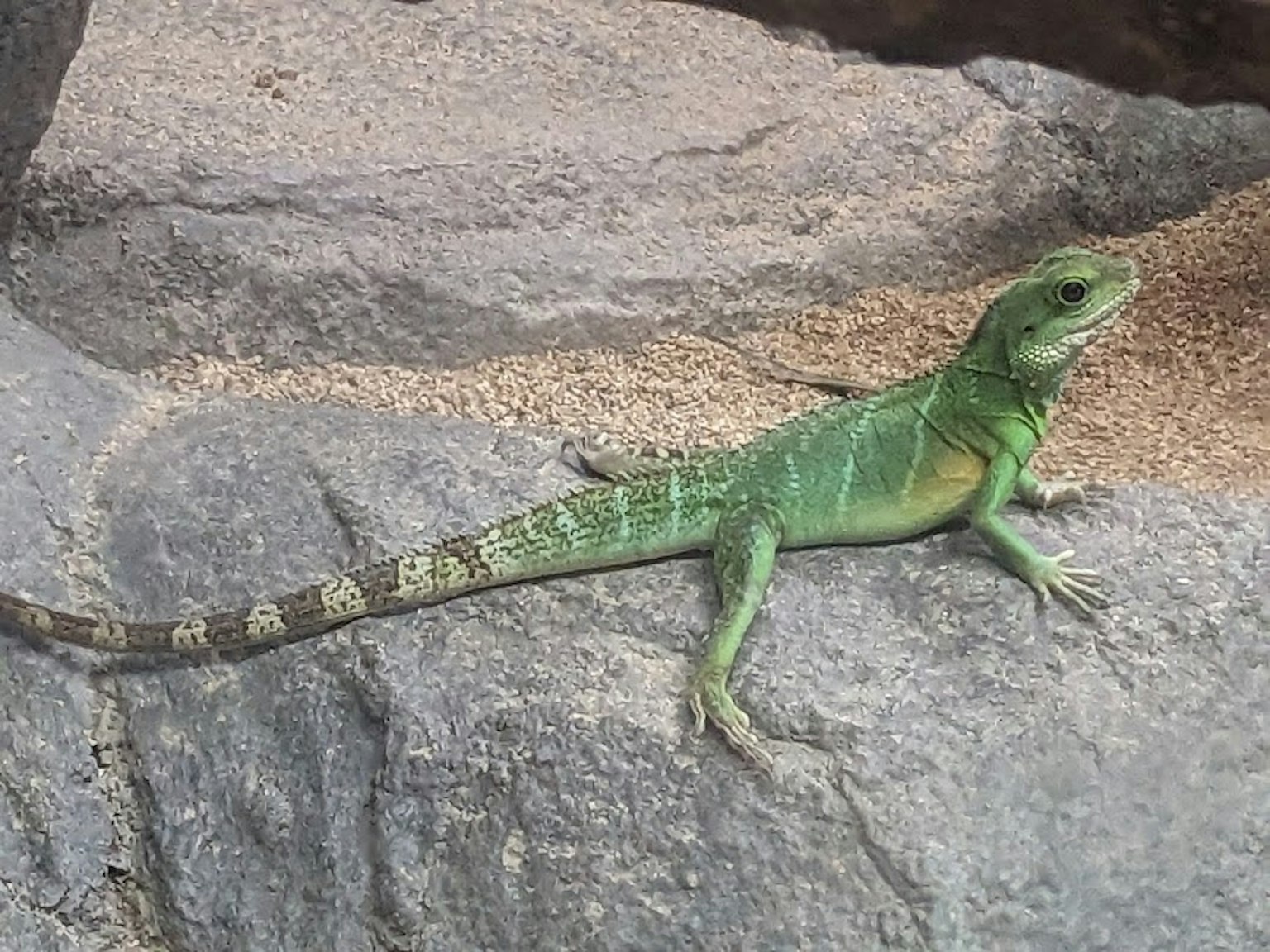 Green lizard resting on a rock