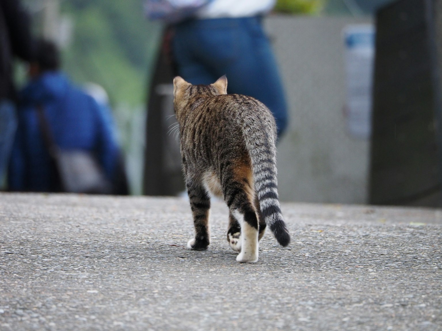 Un gatto che cammina via con la schiena rivolta verso la fotocamera