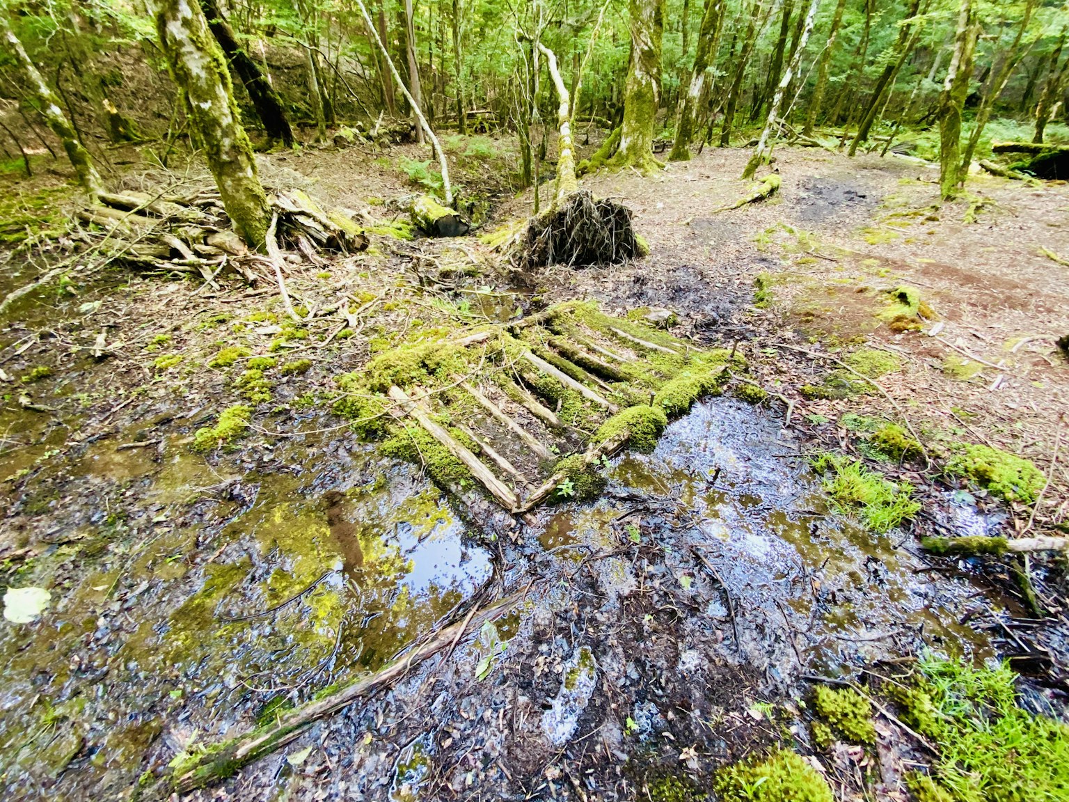 Moss-covered wooden pallet in a wet forest