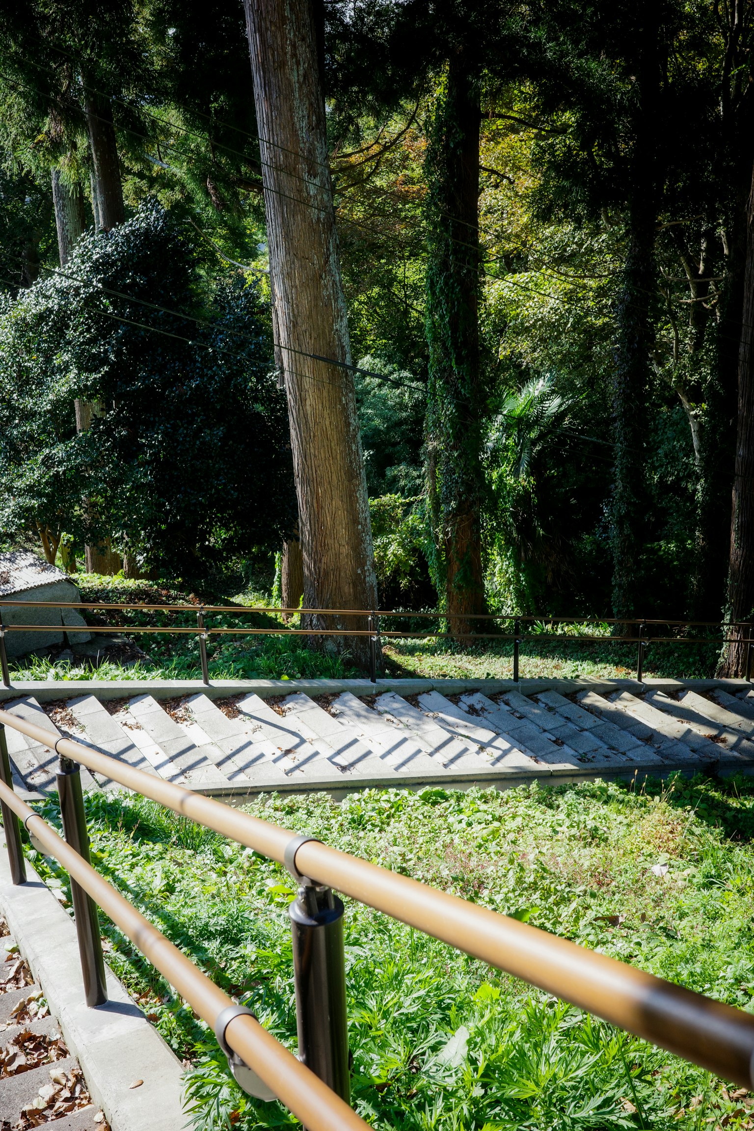 Scalinata che si snoda attraverso una foresta verdeggiante