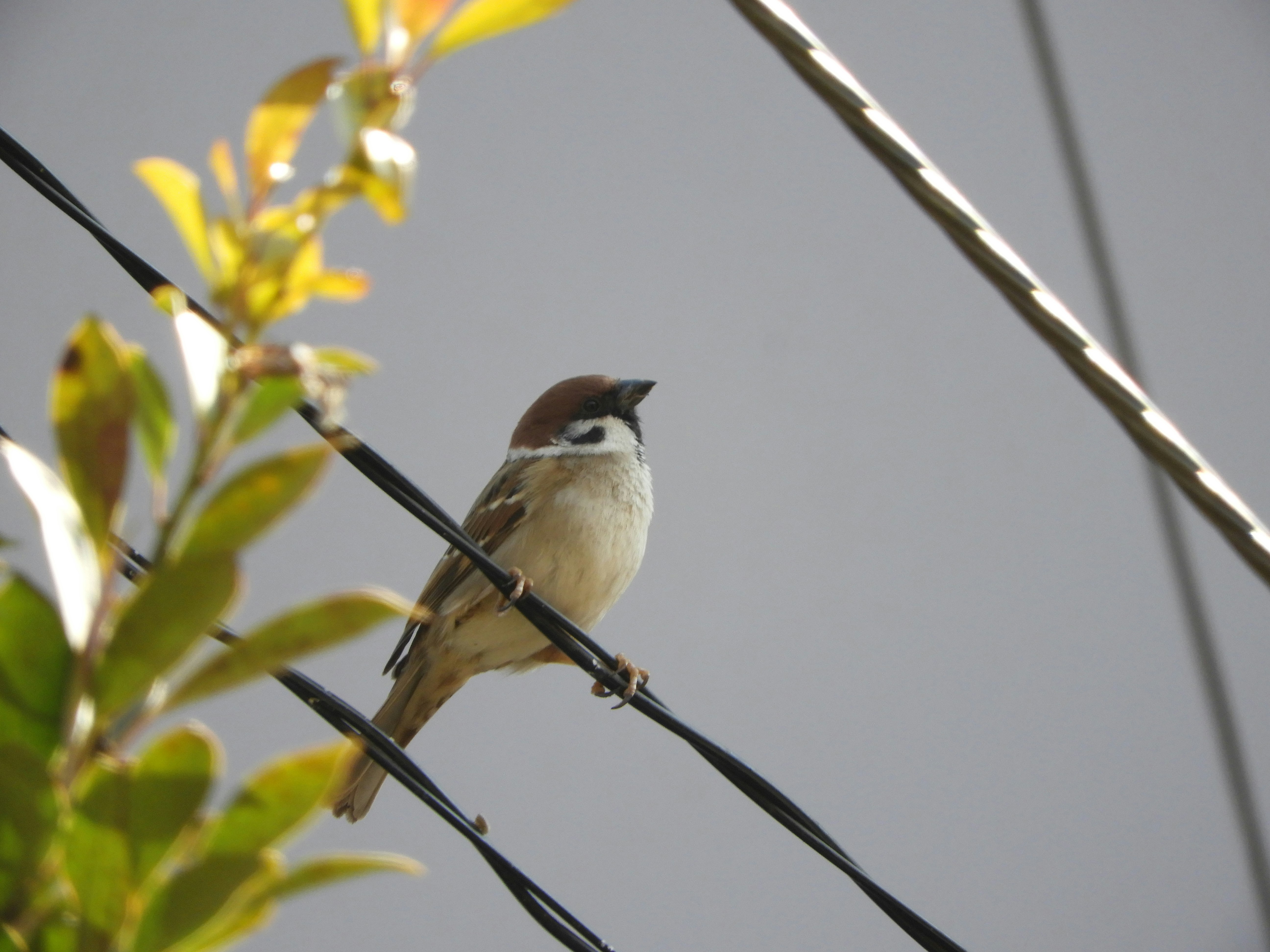 電線にとまるスズメと野鳥
