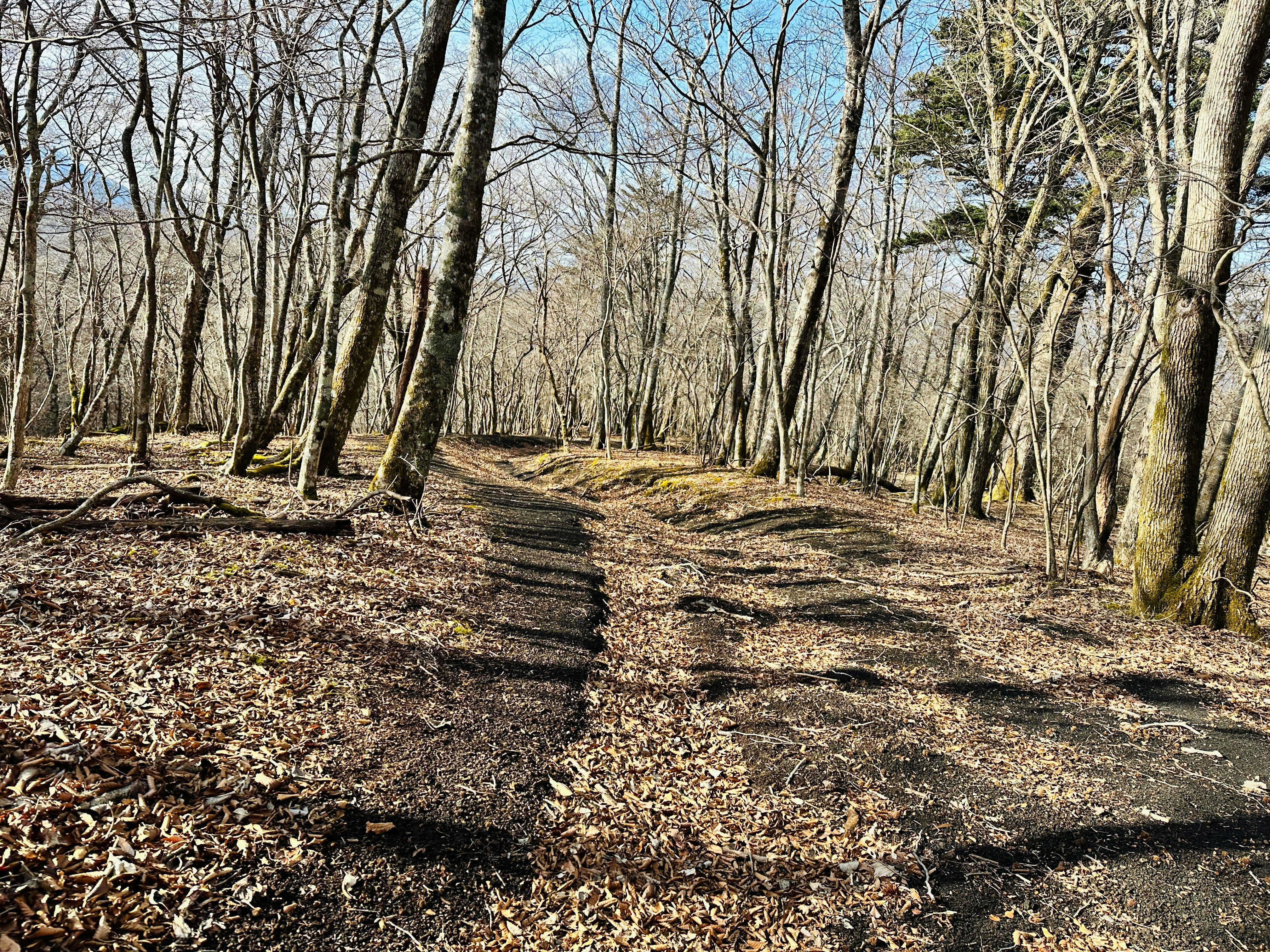 Un sentiero invernale in un bosco con foglie cadute
