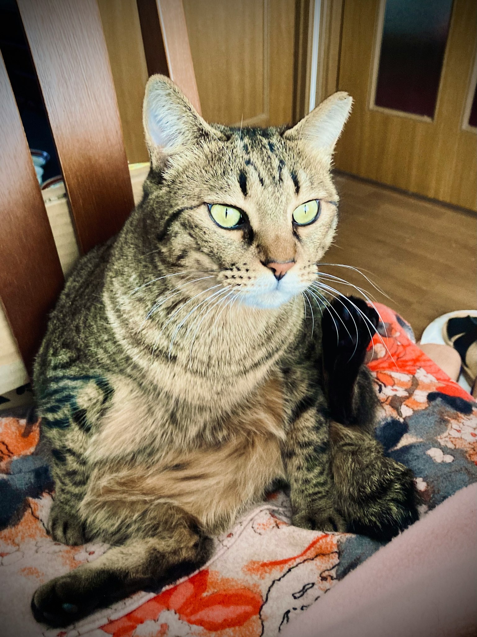 Gatto tigrato marrone seduto in una stanza su una coperta colorata