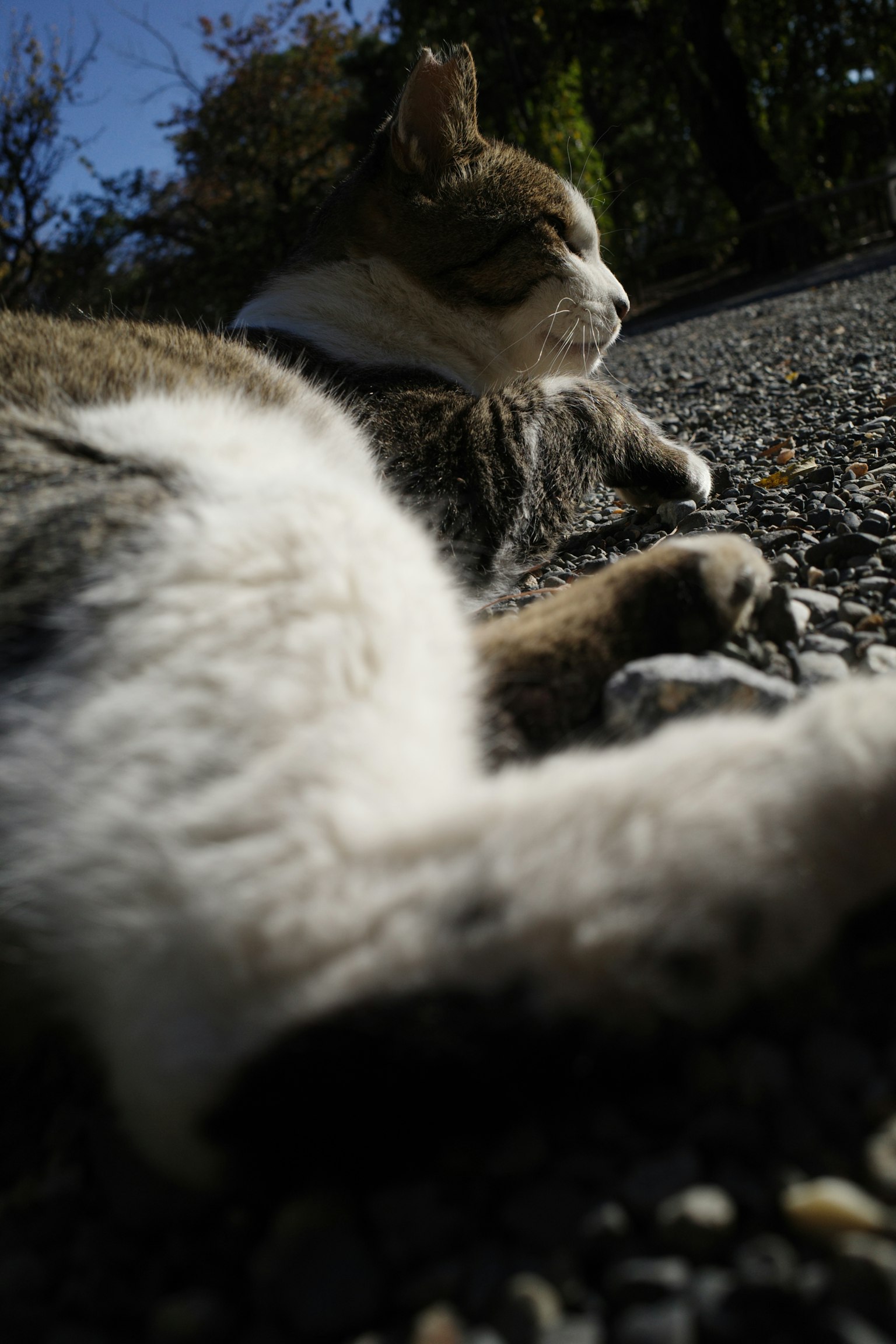 A cat lounging in the sun with a side profile and front paws visible