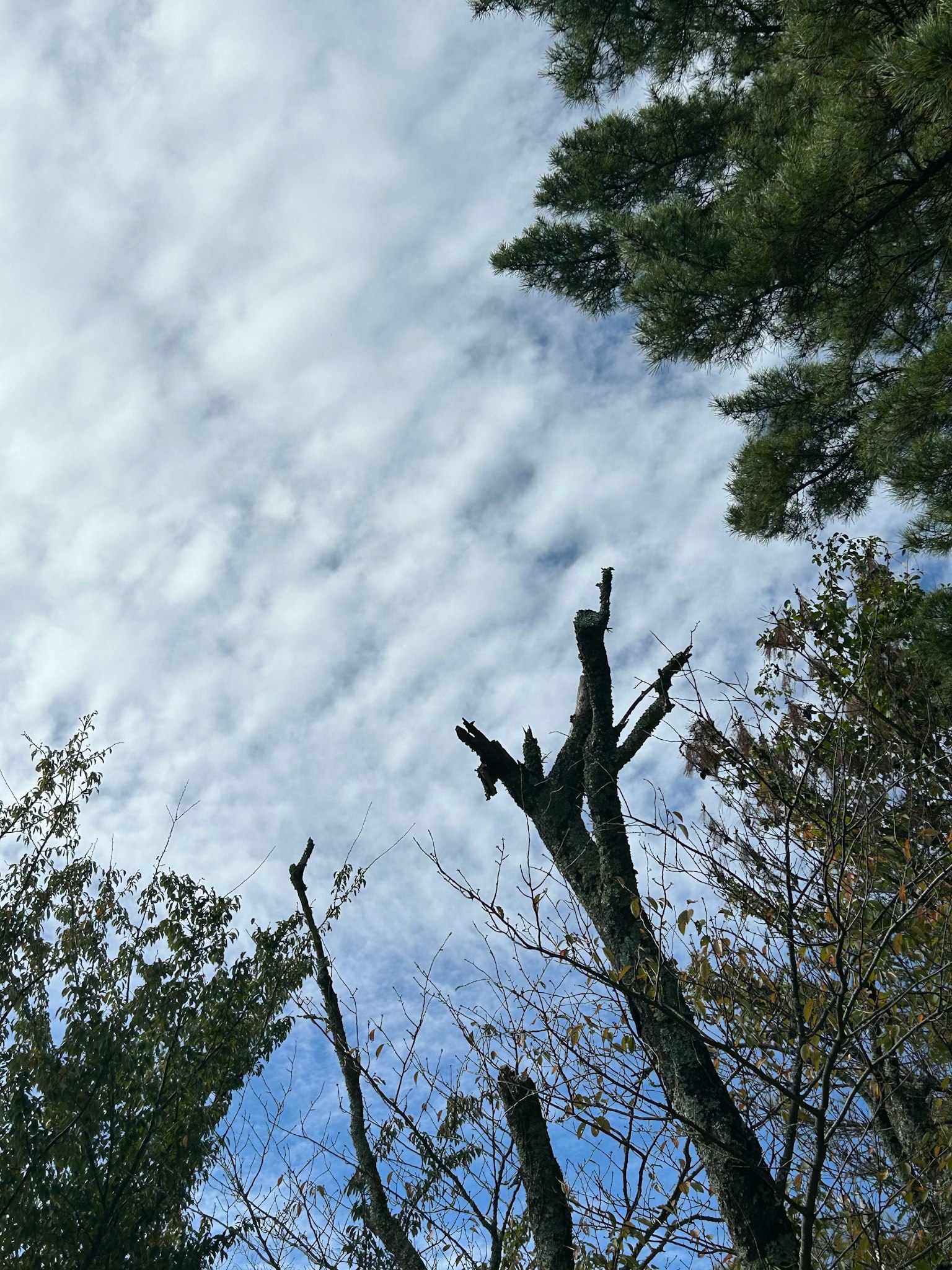 Un albero secco che si innalza verso il cielo con nuvole sparse