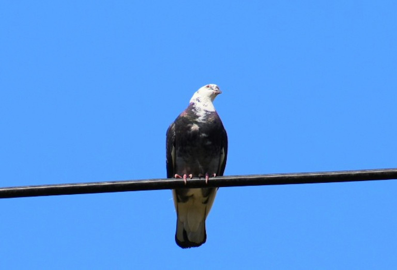 A black and white hawk perched on a wire against a blue sky
