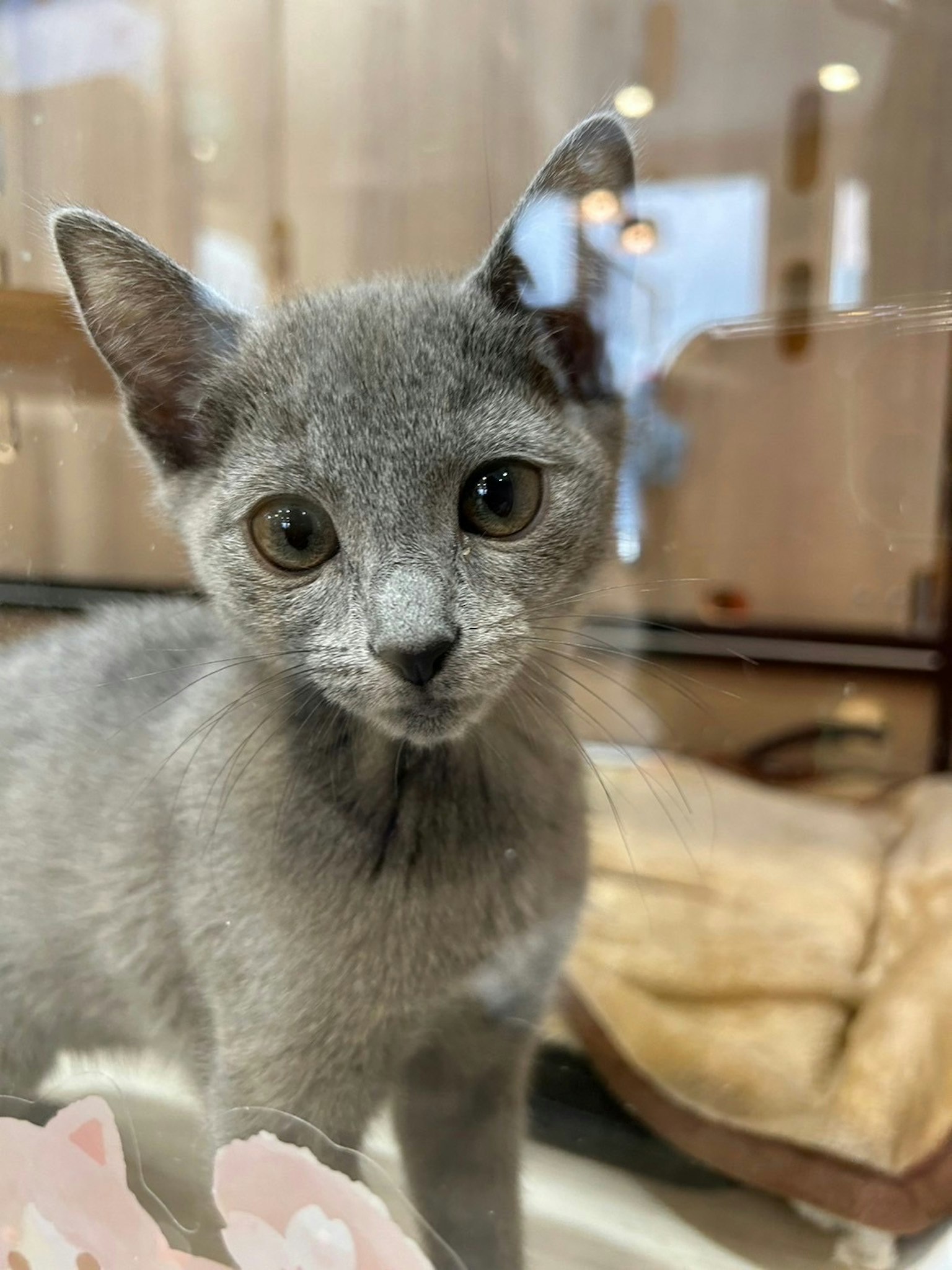 Kucing kucing abu-abu yang penasaran melihat melalui kaca