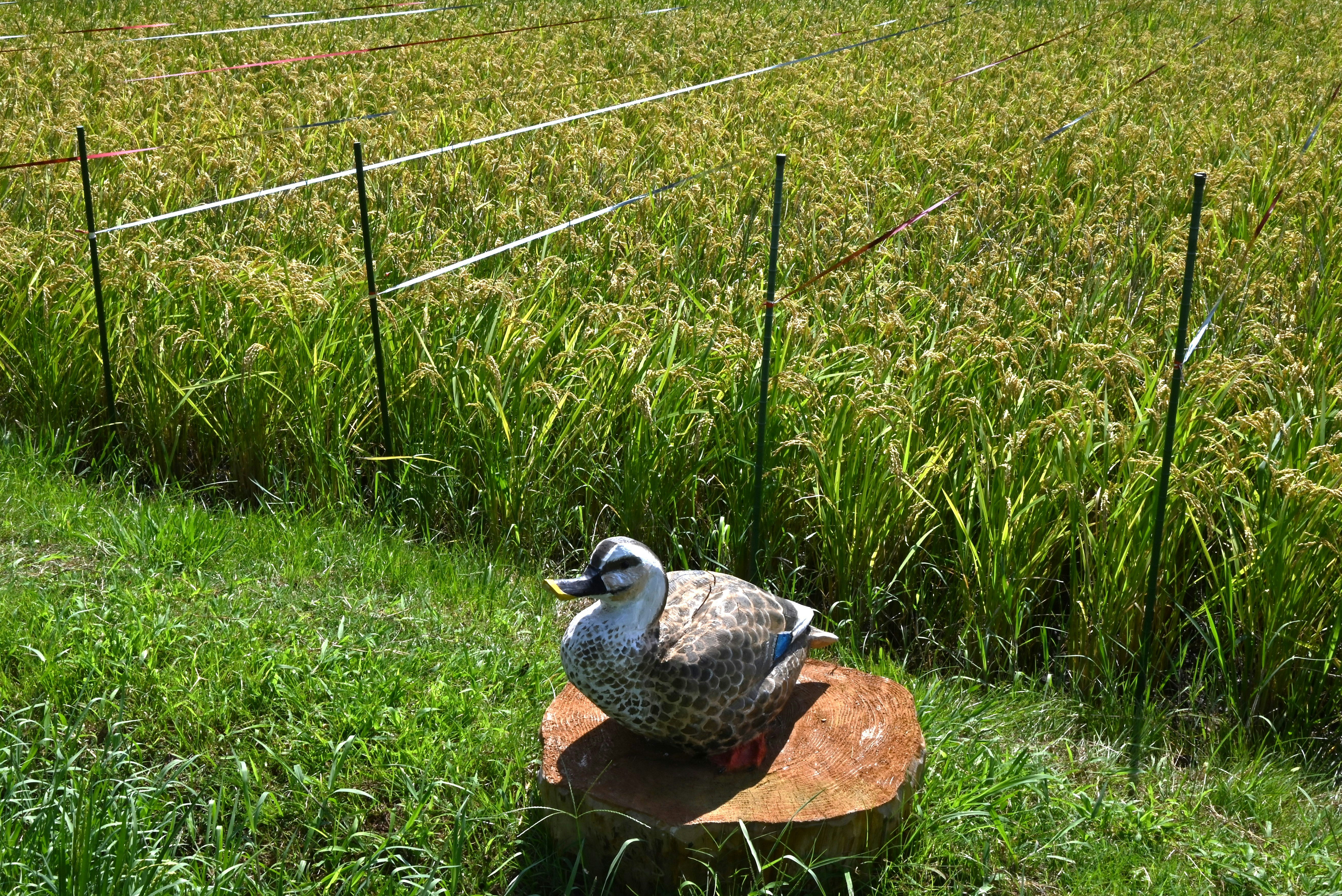芝生の上でイネの成長を見守る鳥の置物と土の塊