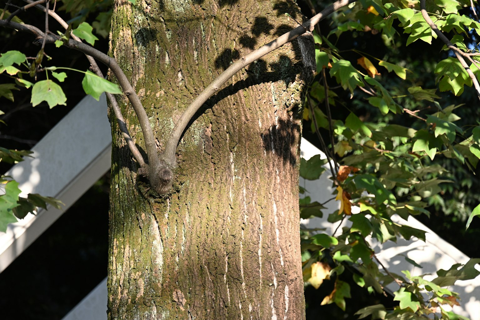 Gros plan sur le tronc d'un arbre avec des branches et des feuilles
