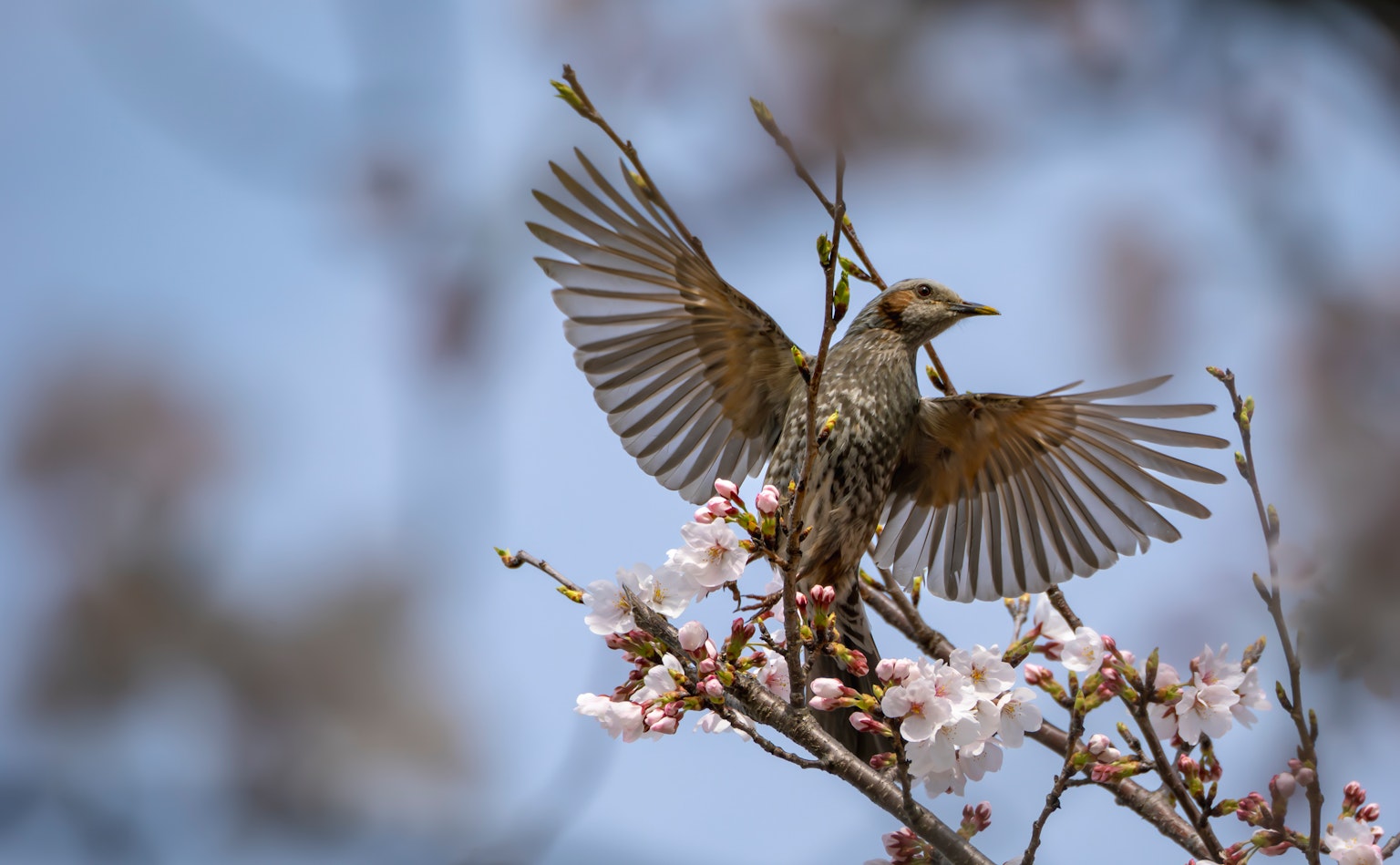 A bird spreading its wings on cherry blossoms