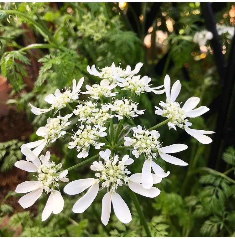 Close-up of white orlaya flowers in a garden