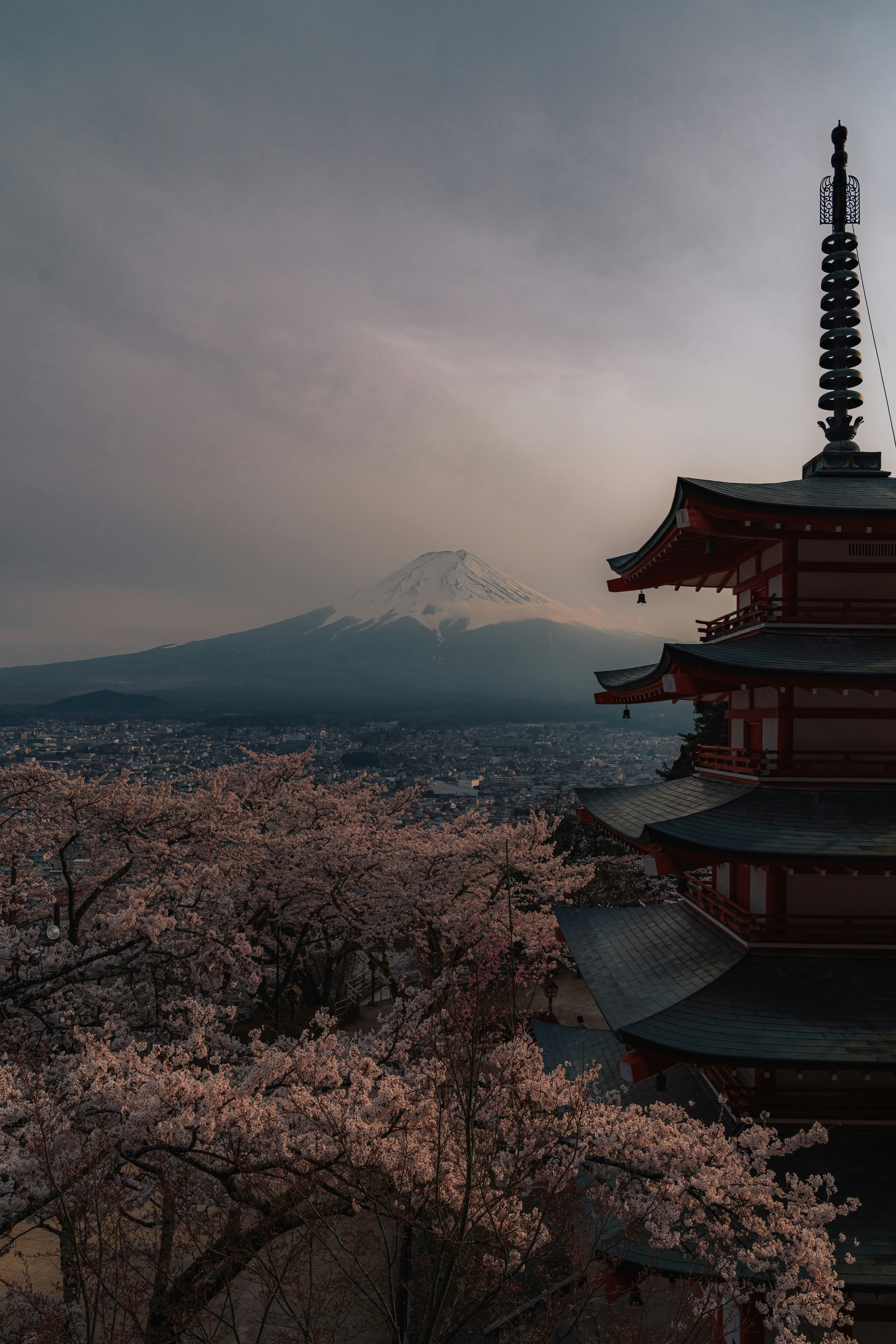 桜咲く街並みと富士山を望む寺院の屋根