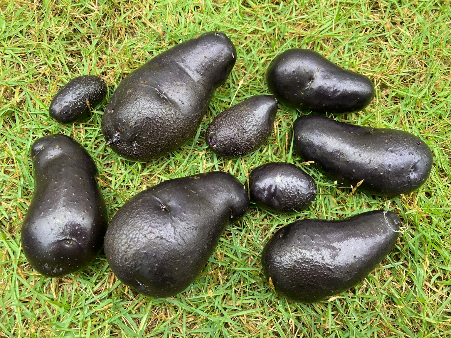Avocadi neri disposti sull'erba