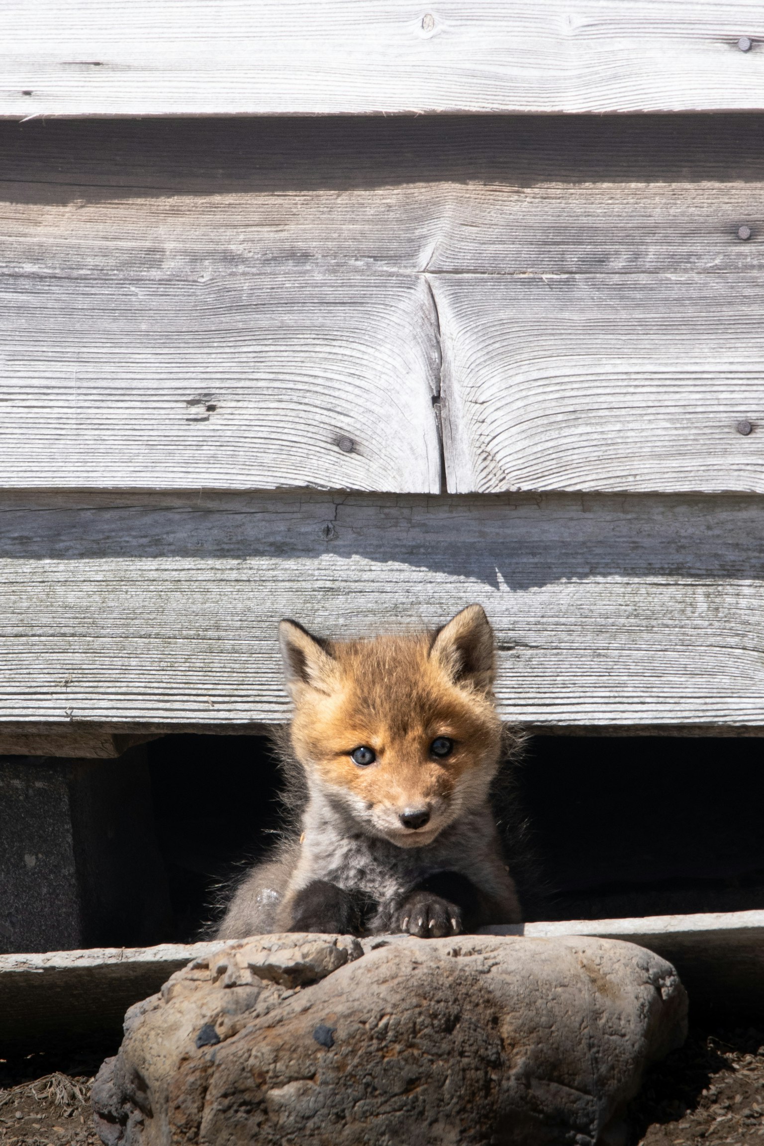 A small fox peeking out from under a wooden structure