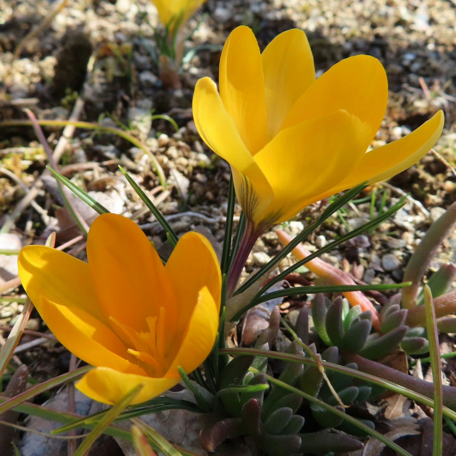 Flores de crocus amarillas vibrantes emergiendo del suelo