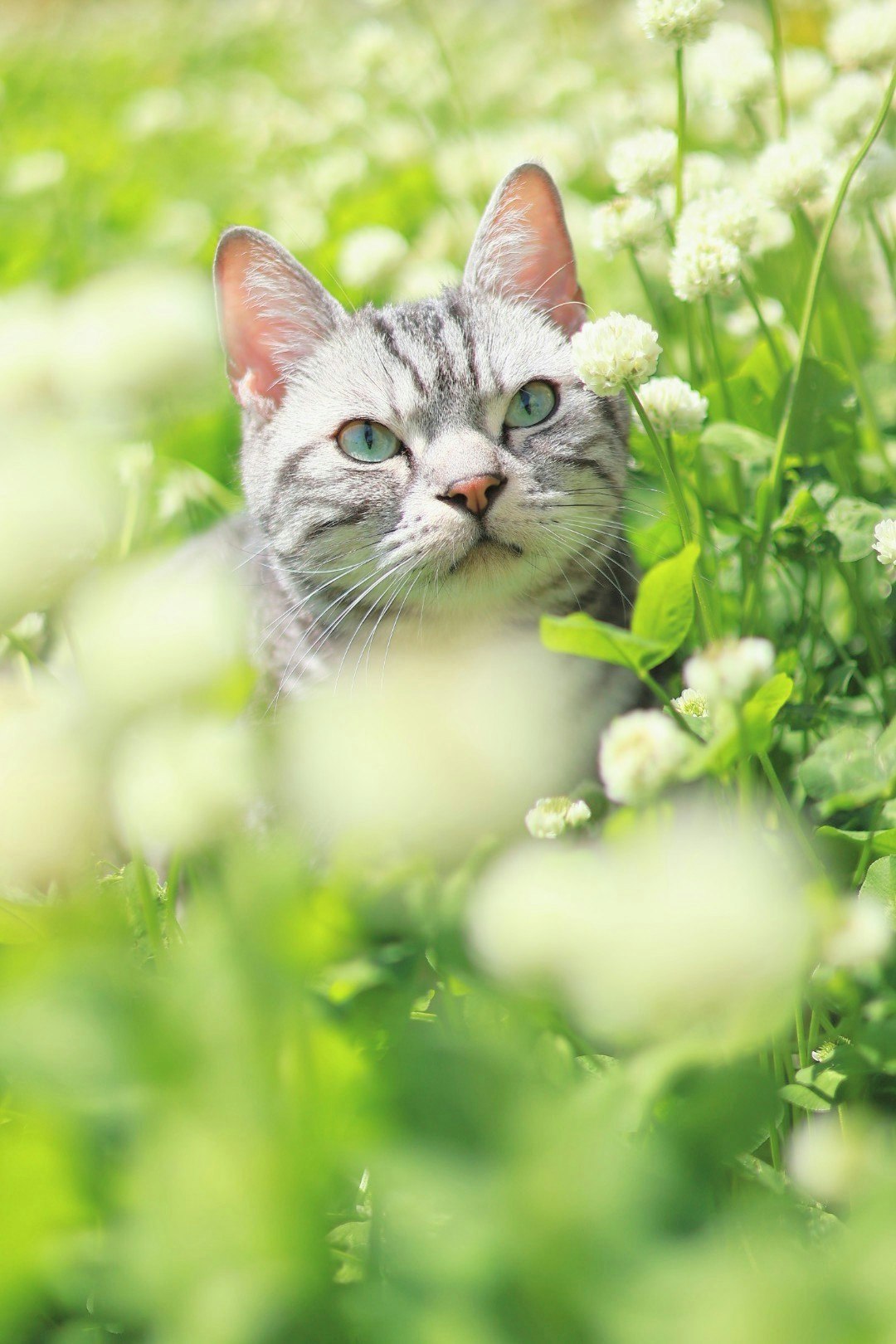 花の間で見つめる猫のニャルソック