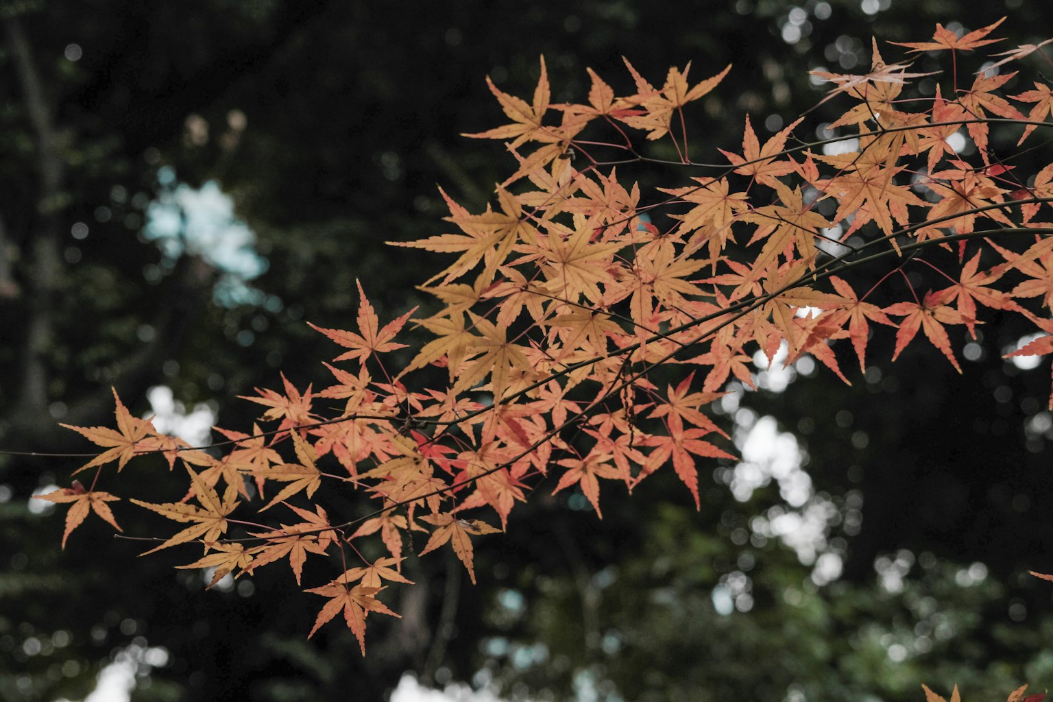 Ahornblätter in herbstlichen Farben vor dunklem Hintergrund