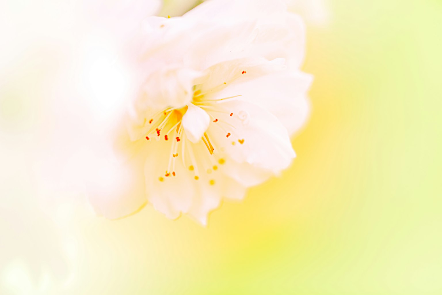 Nahaufnahme einer weißen Blume vor einem sanften Pastellhintergrund