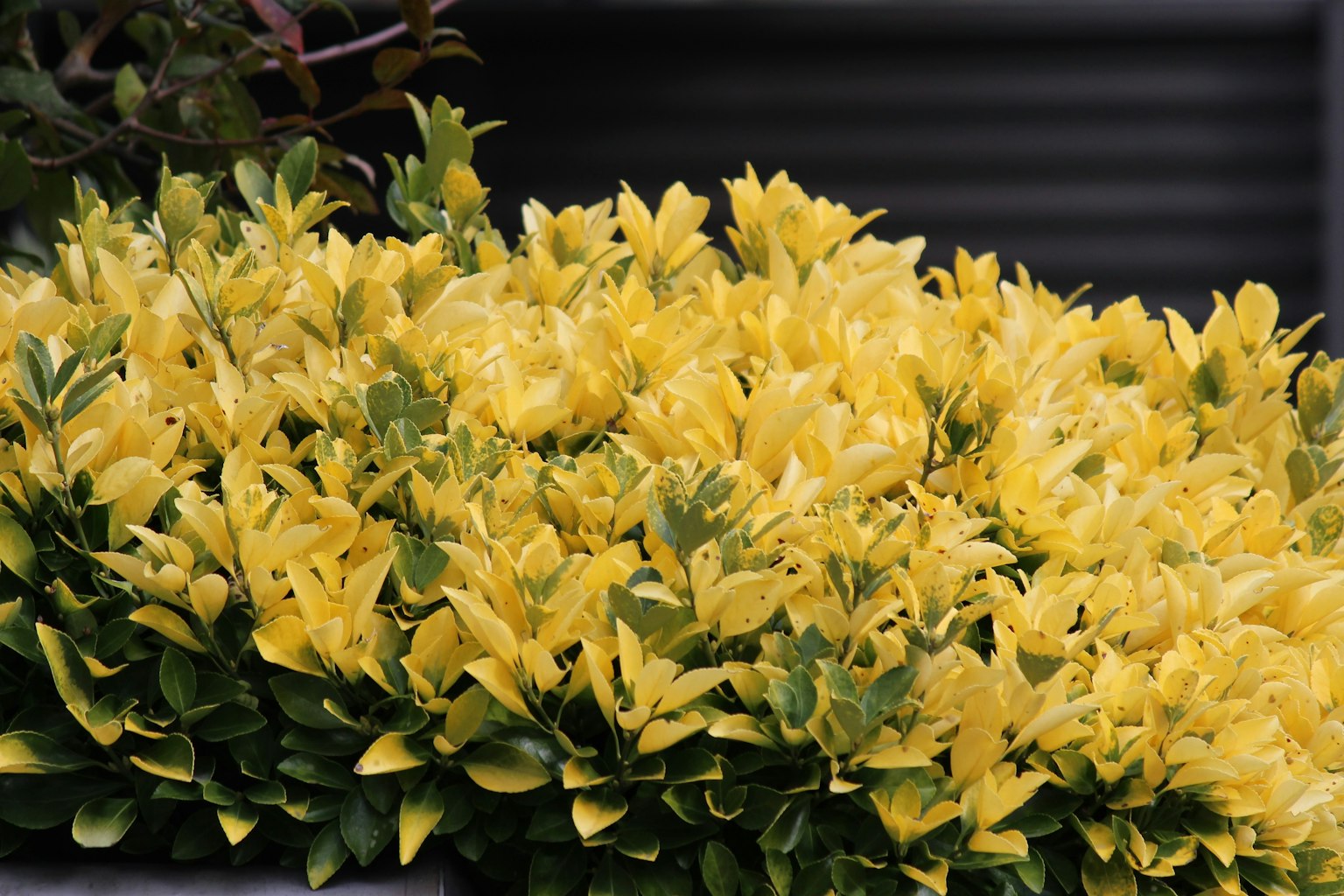 Primo piano di una pianta con fiori gialli