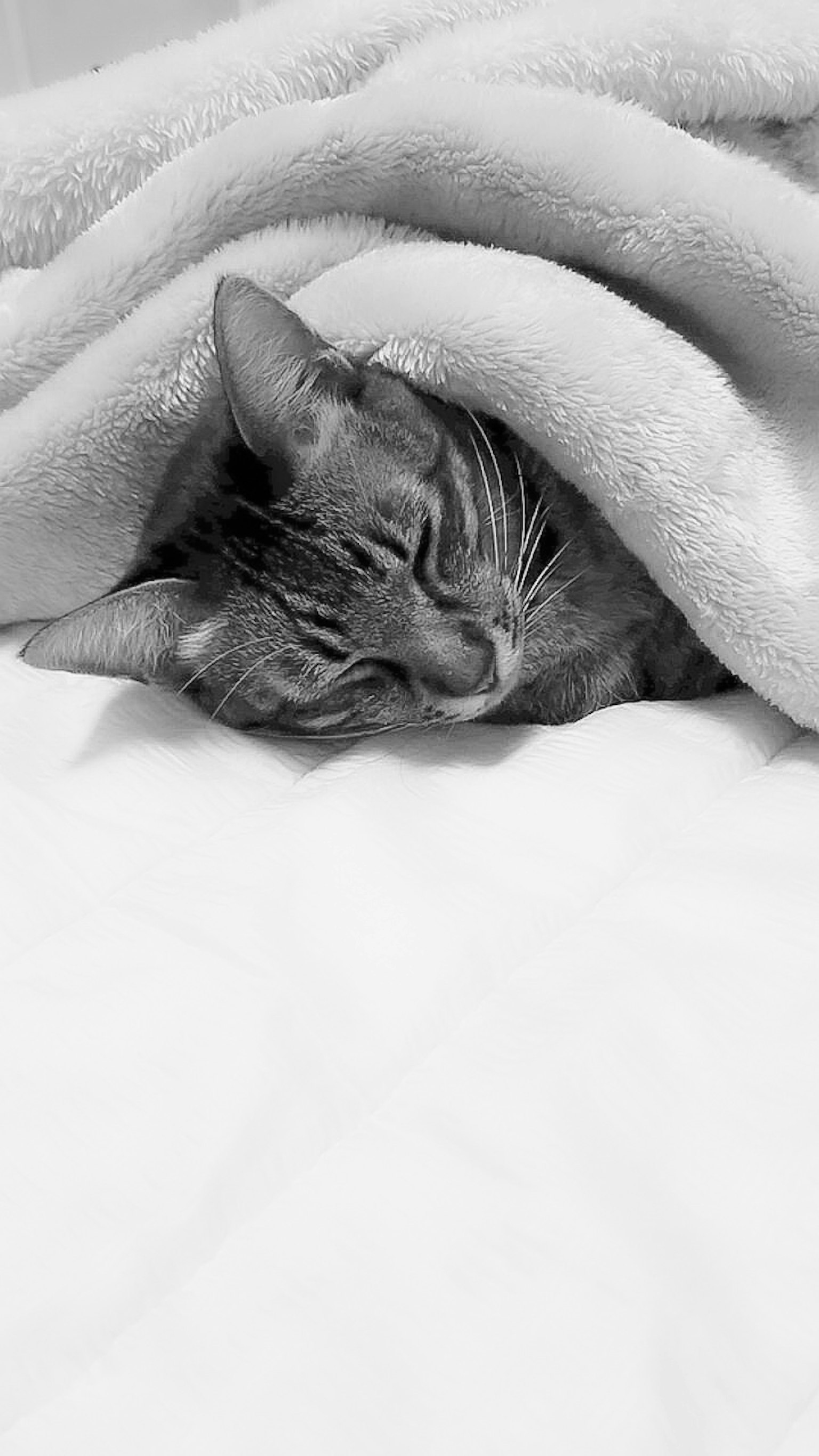 一只睡着的猫被柔软的毛毯包裹着