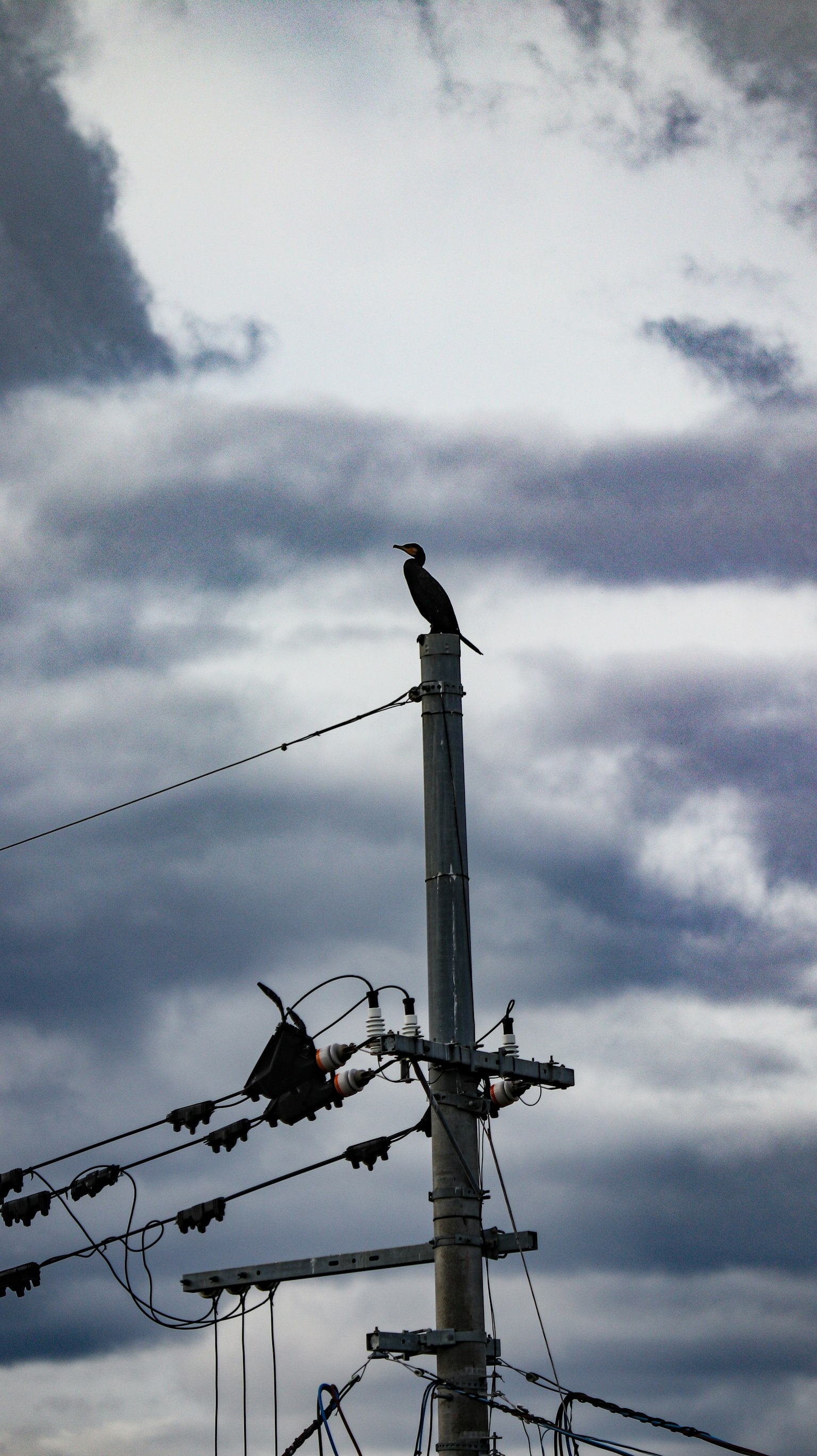電柱の上に立つ鳥と曇り空