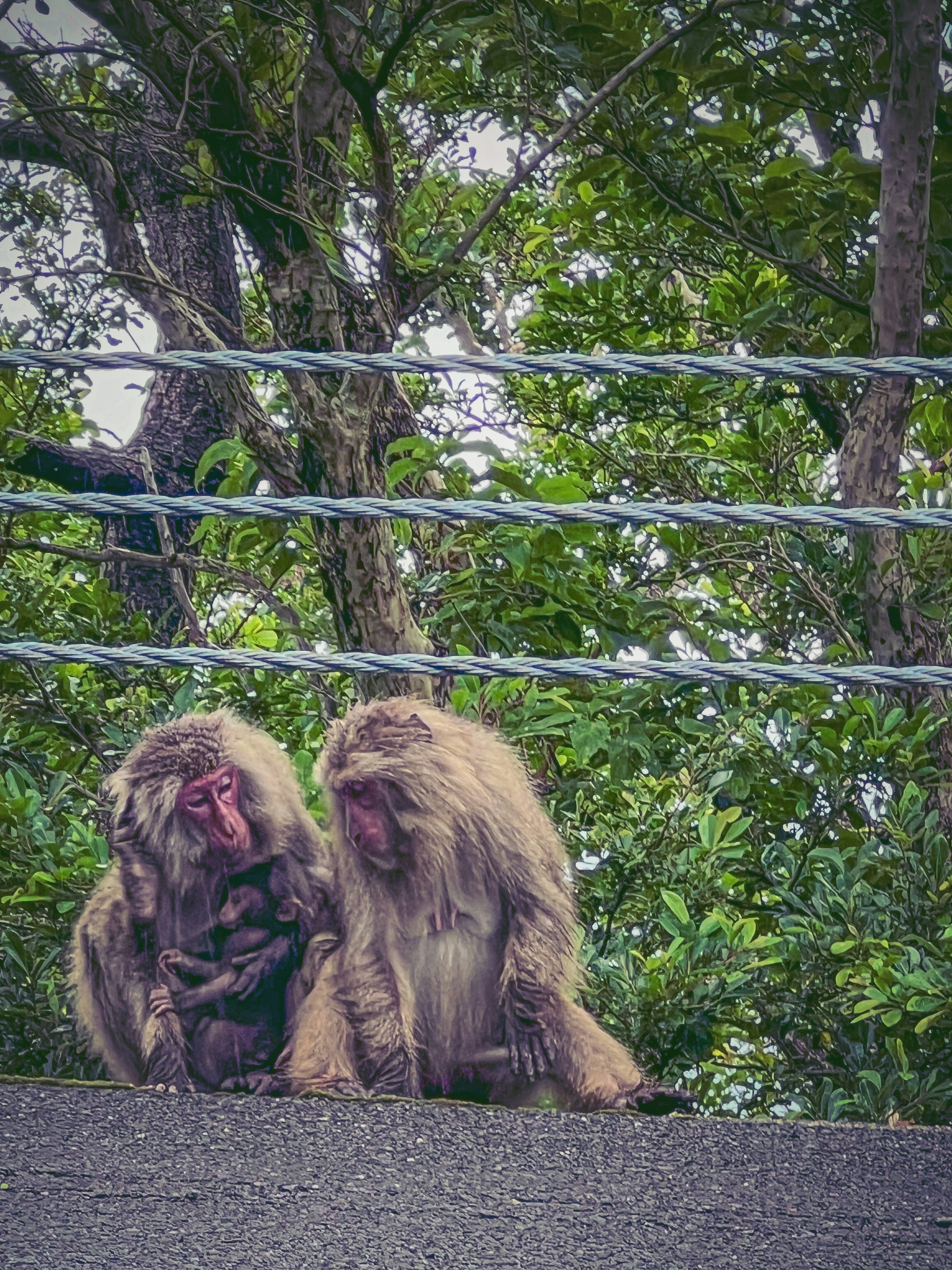 two macaques cuddling at the base of a tree