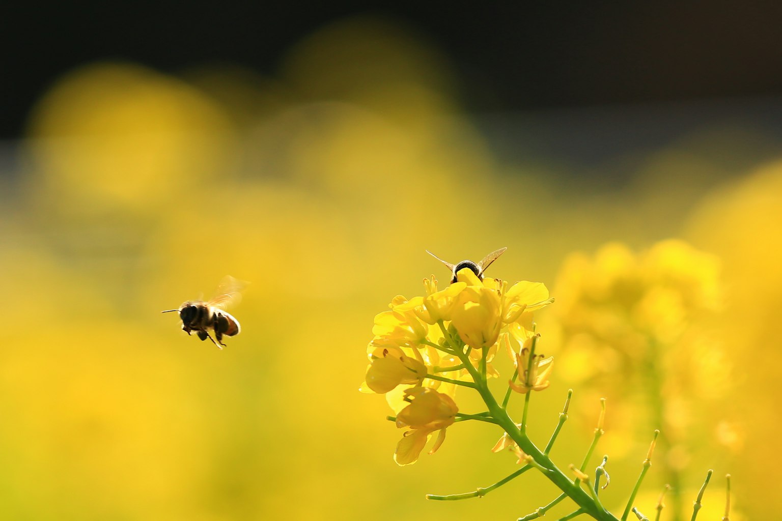 Primo piano di fiori gialli con api che volano nelle vicinanze