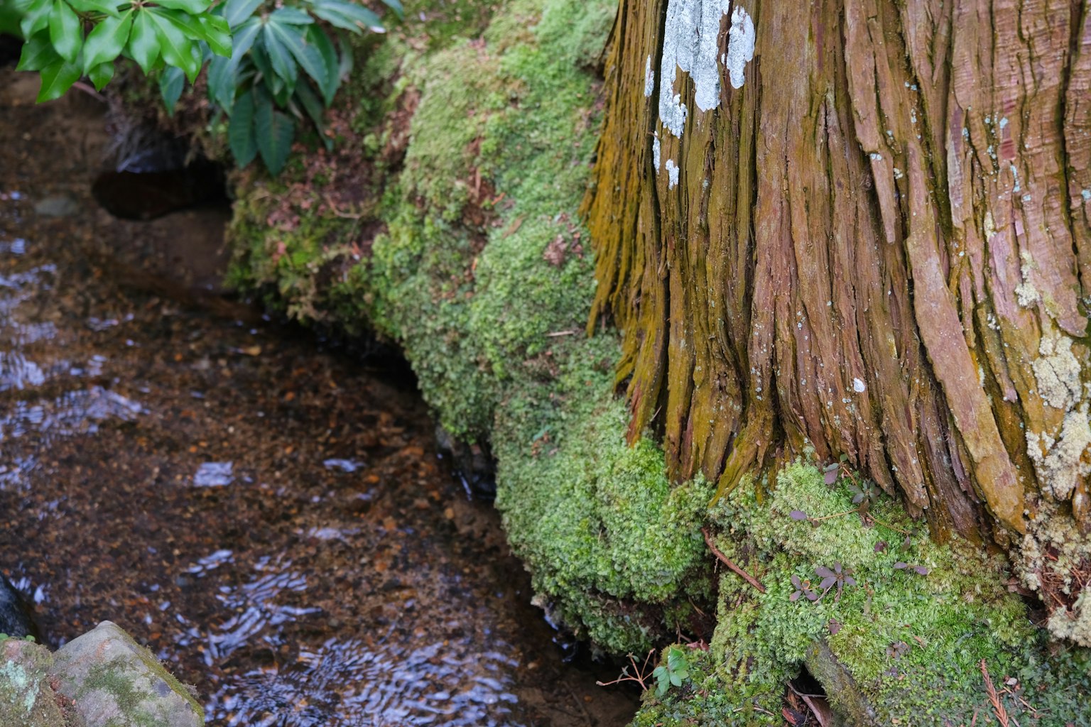 Primo piano di un tronco d'albero coperto di muschio accanto a un piccolo ruscello