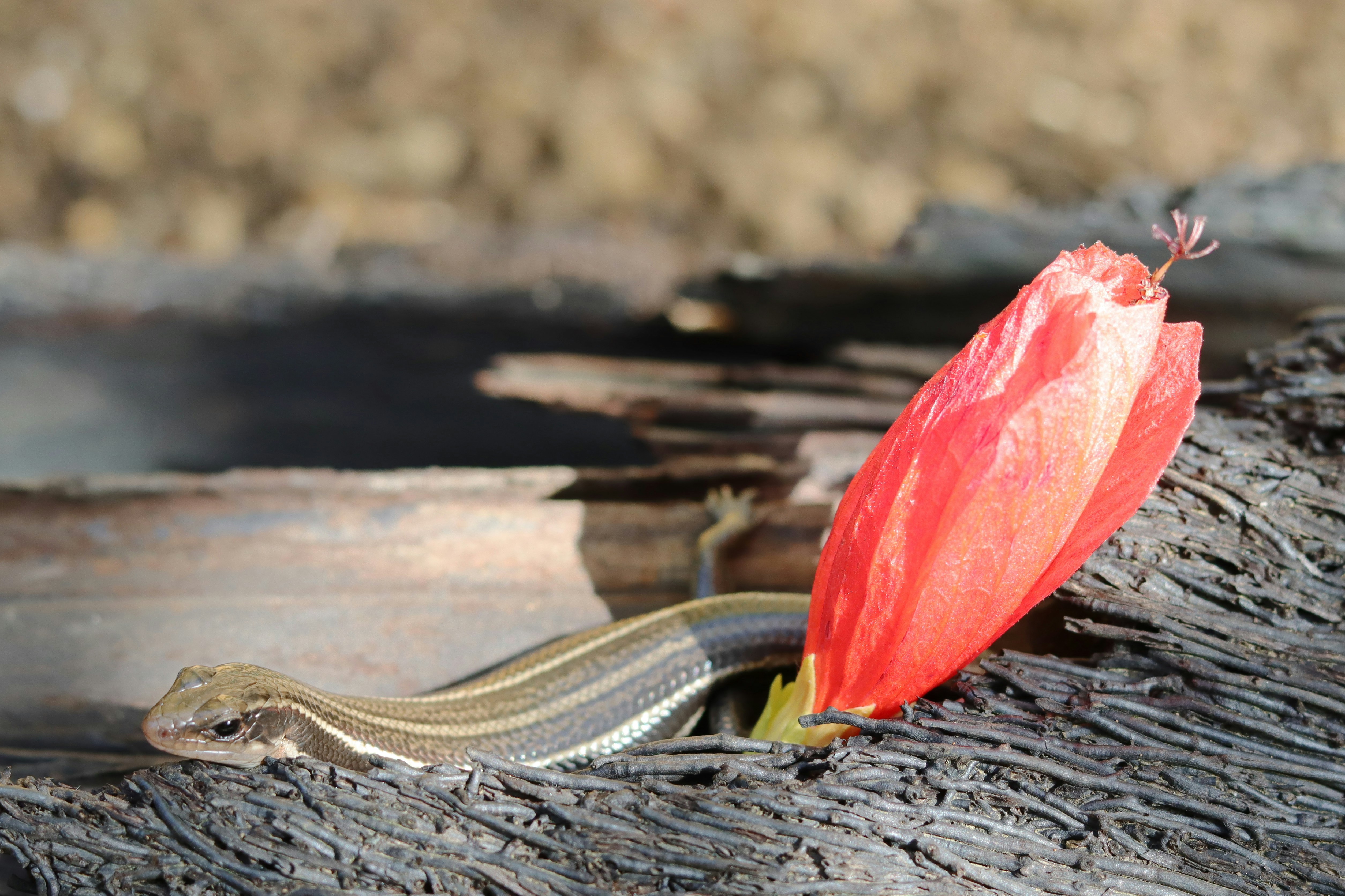 lizard on driftwood with a red flower petal