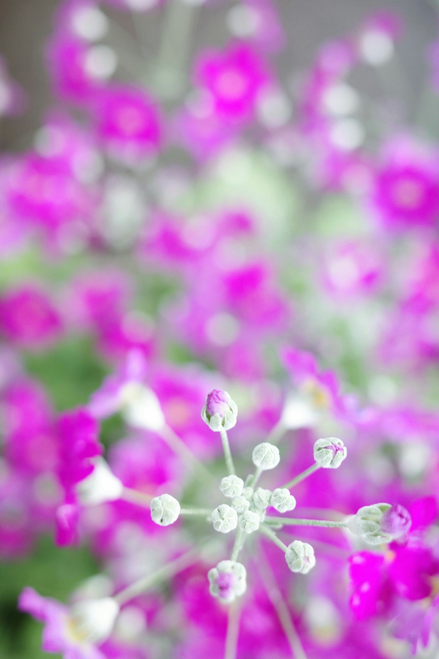 Gros plan sur des fleurs violettes vibrantes avec un arrière-plan flou