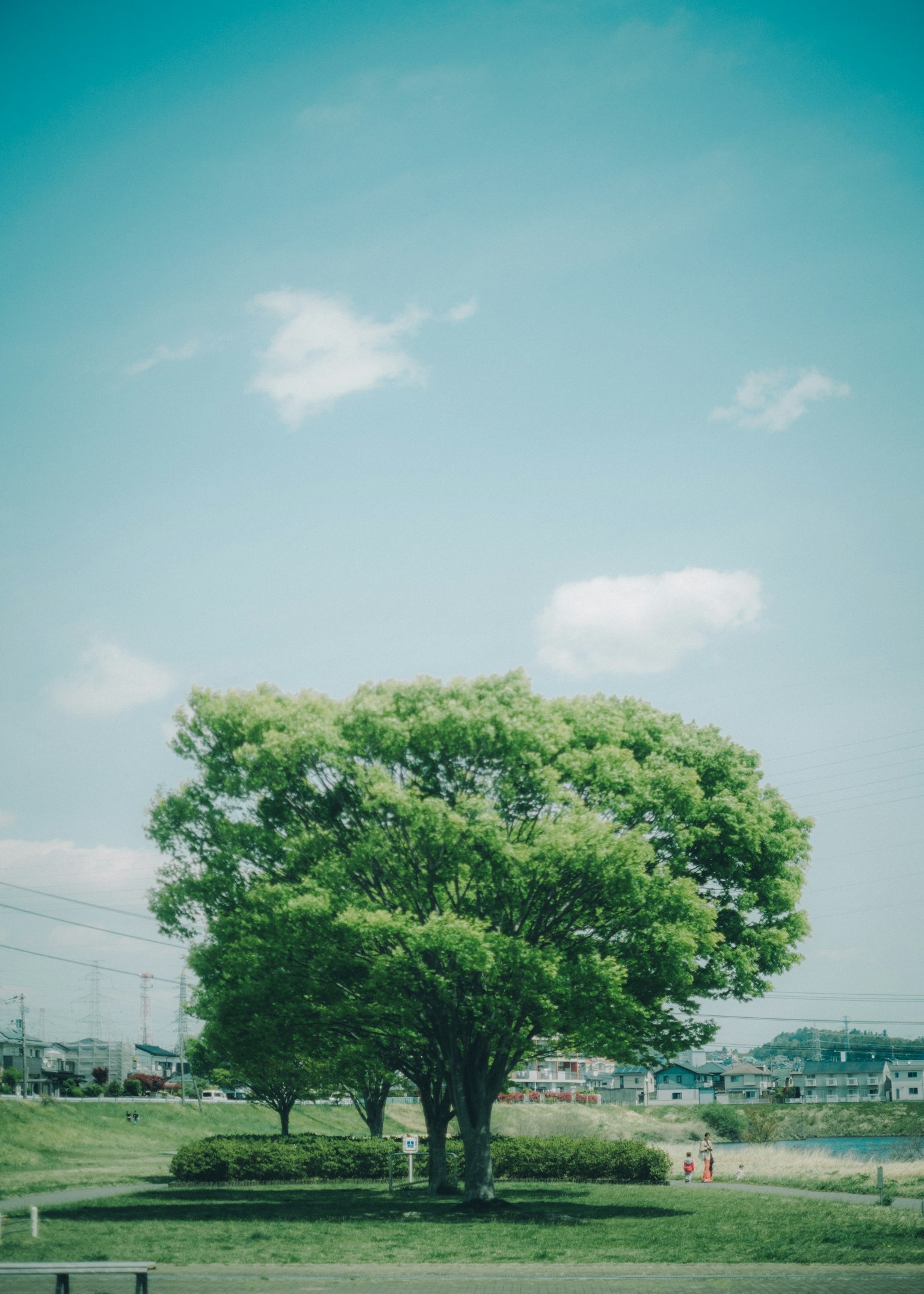 Ein großer grüner Baum unter einem blauen Himmel