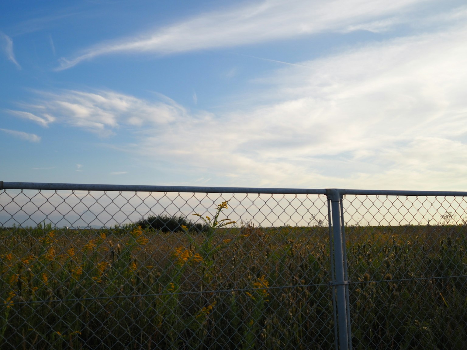 Offenes Feld mit gelben Blumen und blauem Himmel mit weißen Wolken durch einen Maschendrahtzaun gesehen