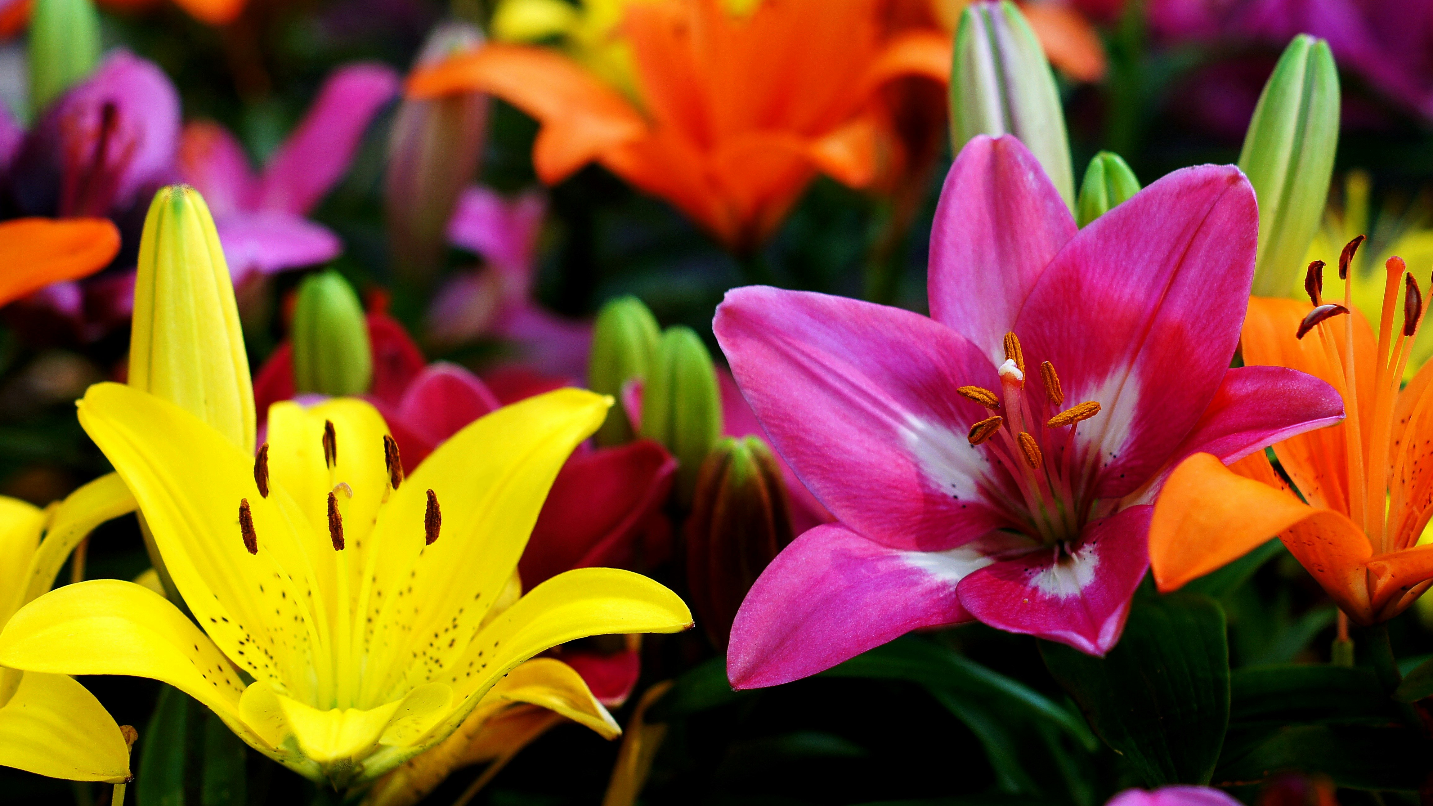 色とりどりのユリの花が咲く花壇